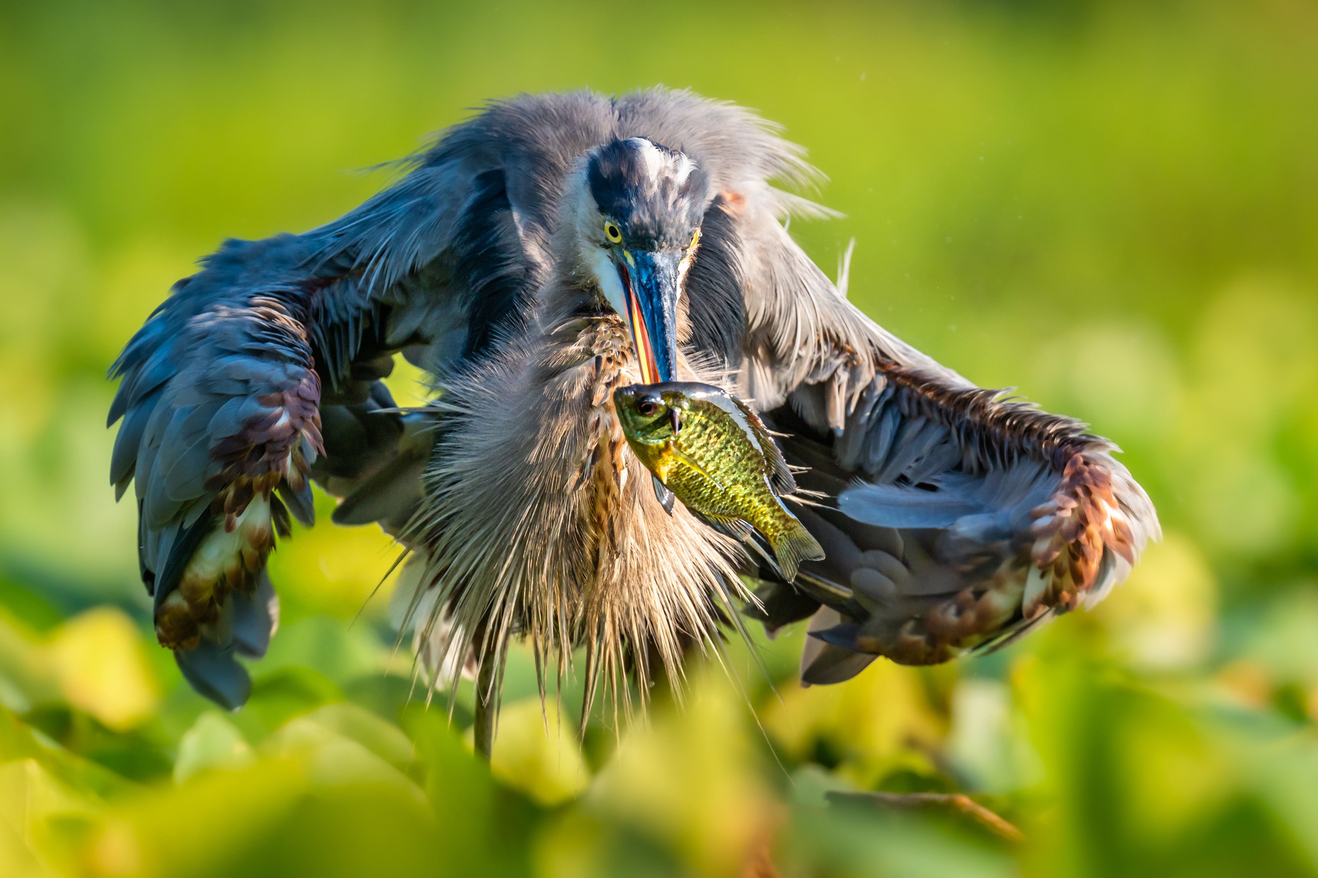 Christopher Baker took First Place in the Birds Category of the 2022 contest with his image of a Great Blue Heron in Madison, Alabama.