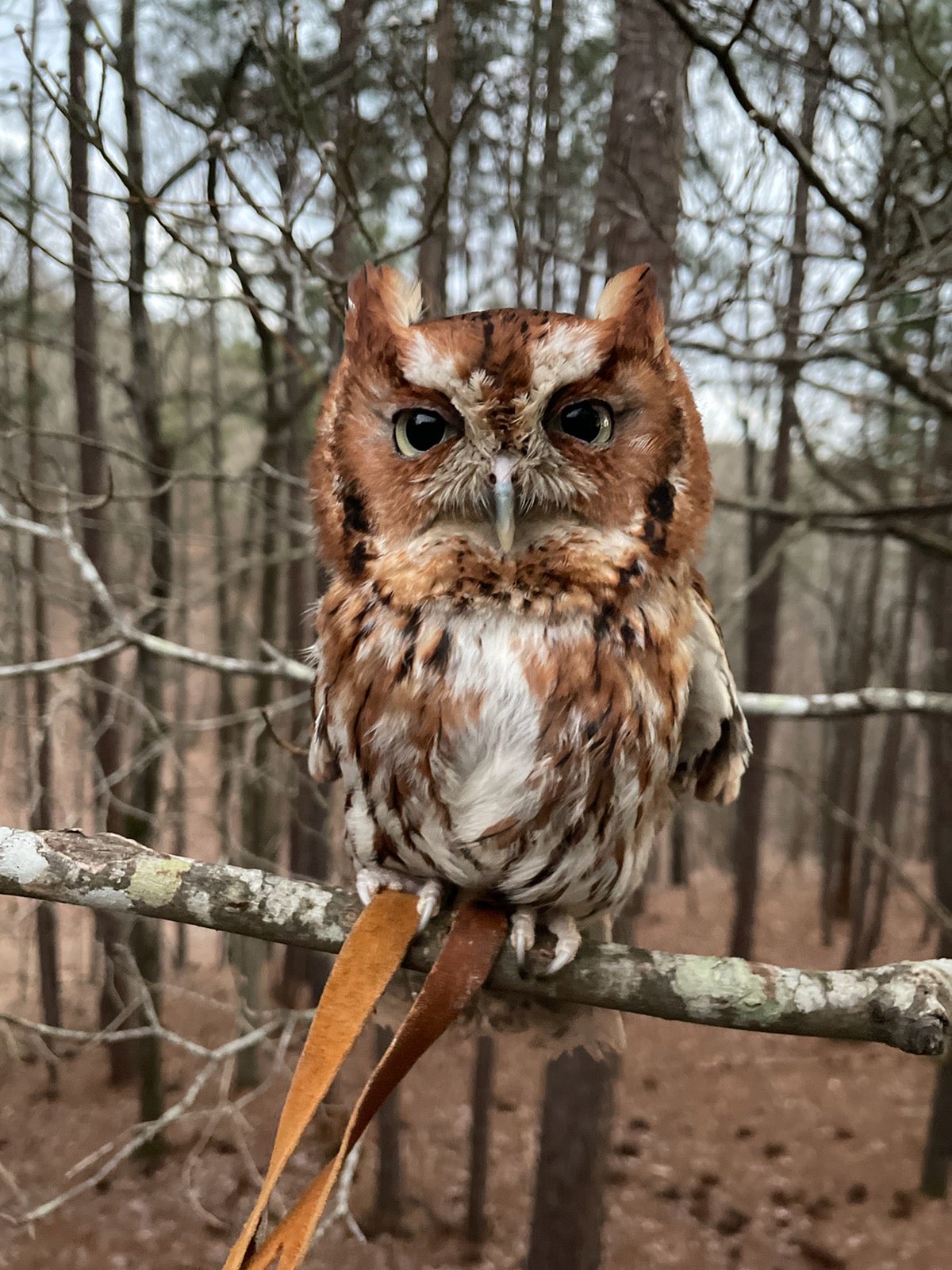 Meet Acer the the Eastern screech owl at the reopening of the Oak Mountain Interpretive Center on May 22.