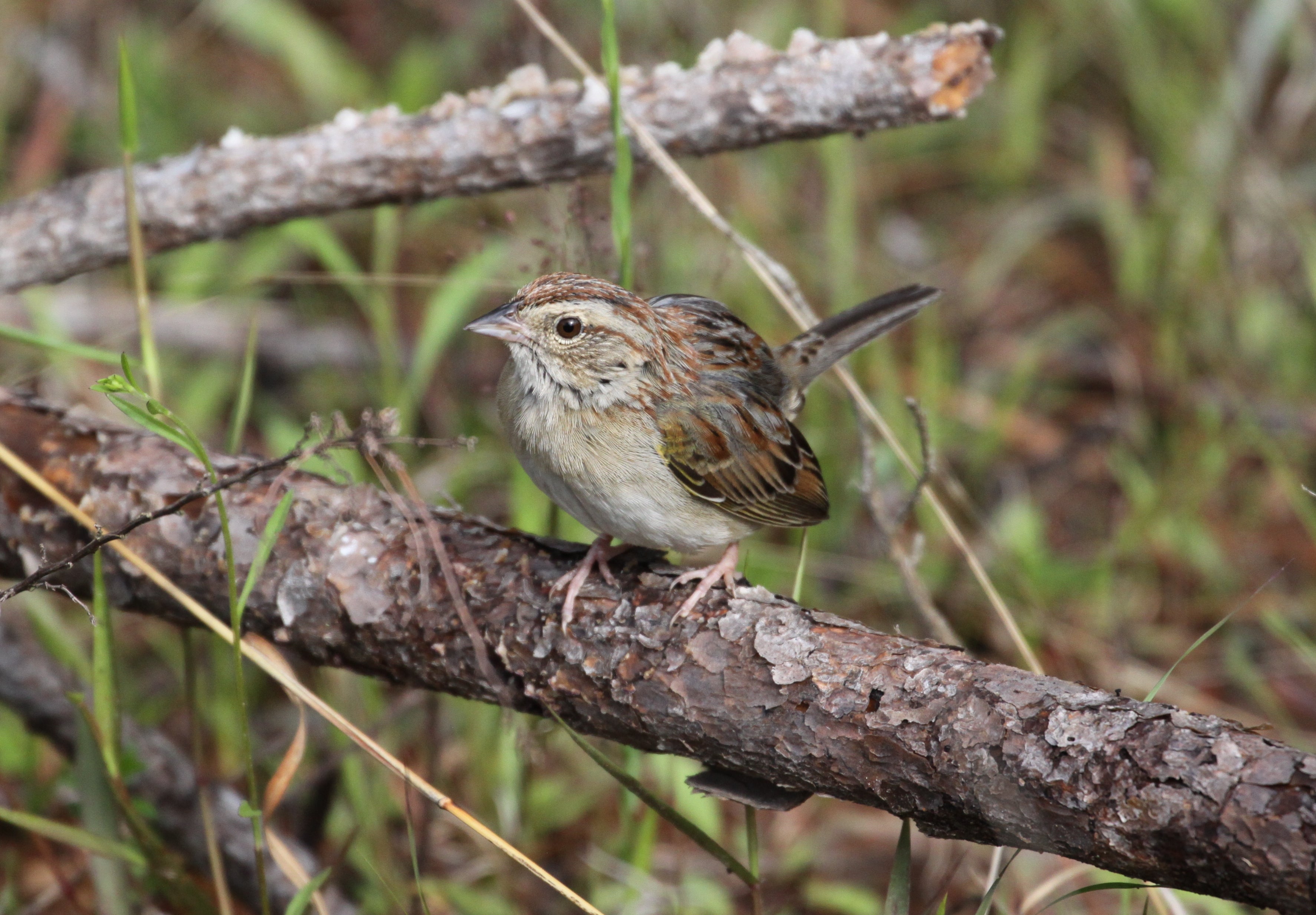 A species often sought by birders is the Bachman’s sparrow. This rare bird can found in the pine uplands of the Wehle Tract primarily during spring and summer. Photo by Eric Soehren, ADCNR