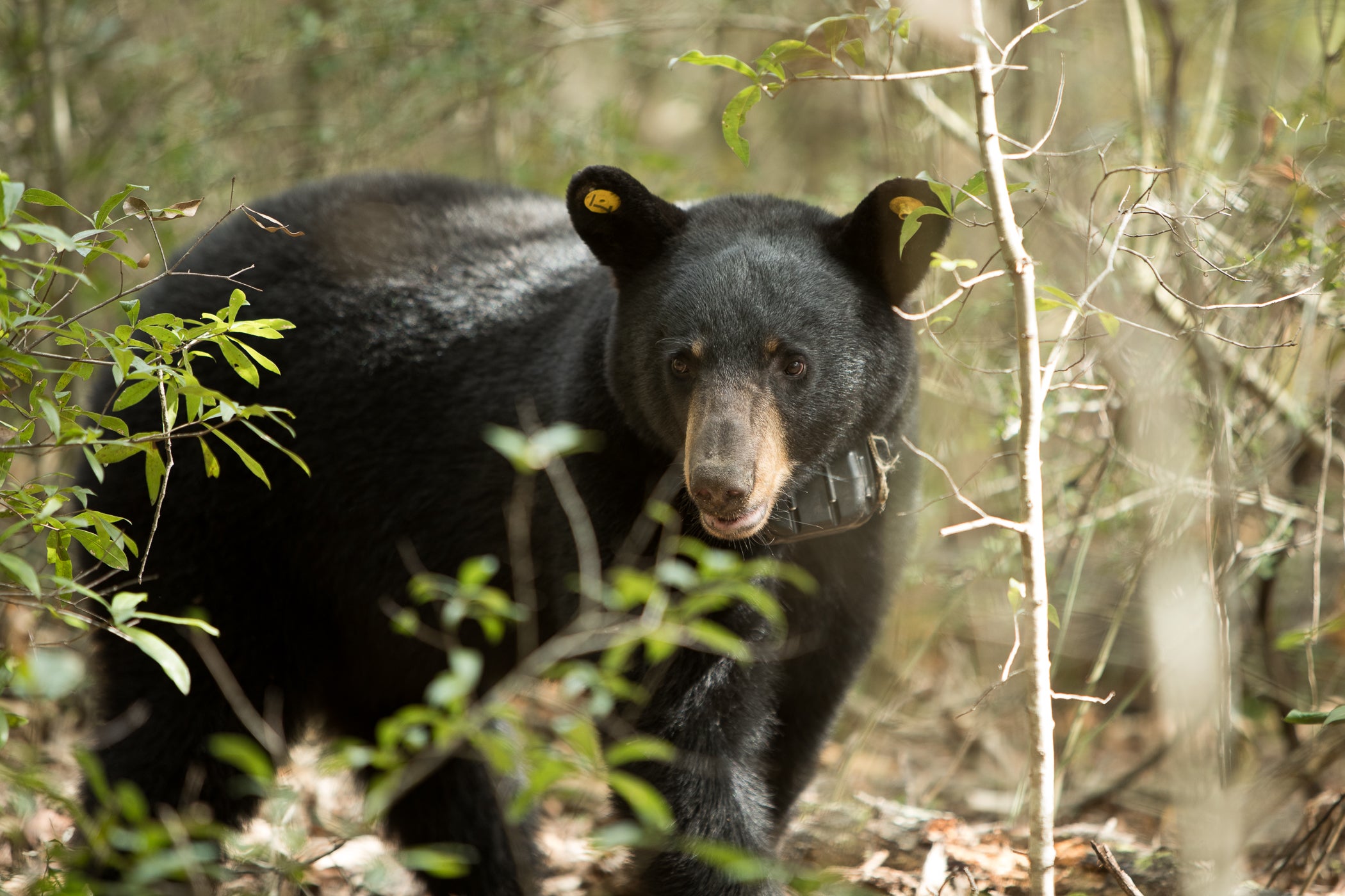 Black bears like this one in southwest Alabama are being researched by biologists to determine population and movement, among other factors.