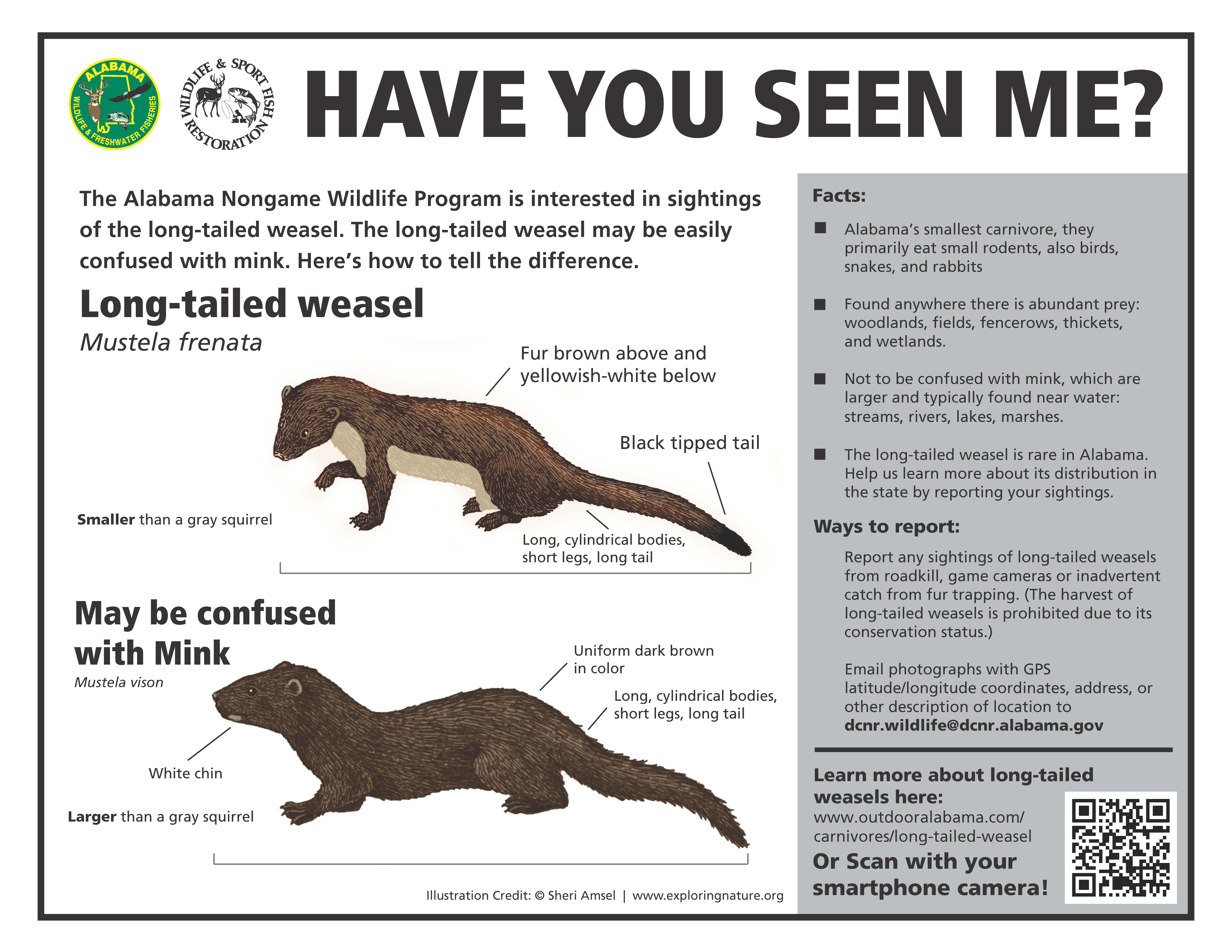 Long-Tailed Weasel Monitoring | Outdoor Alabama