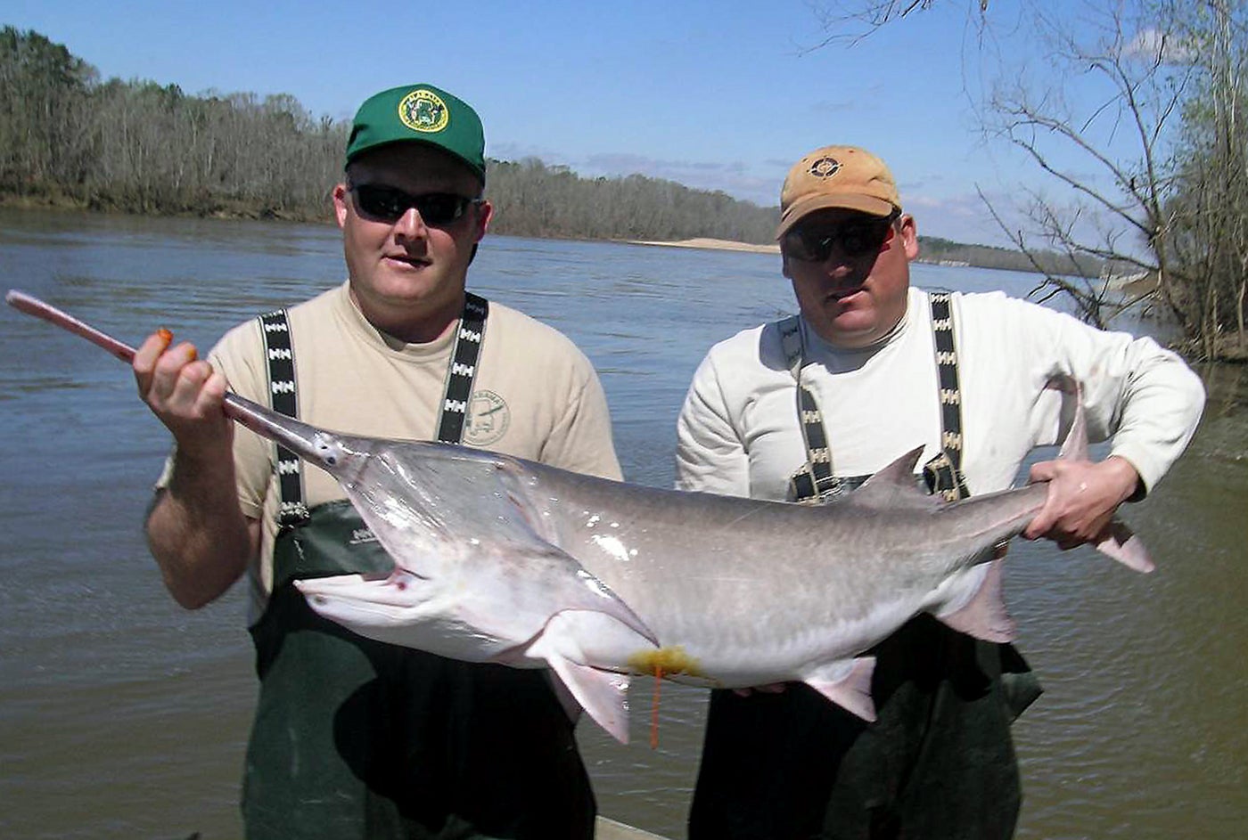 Steve Rider and Travis Powell with the WFF Fisheries Section display a paddlefish. This long-lived species is slow to mature and reproduce making it vulnerable to overharvest.