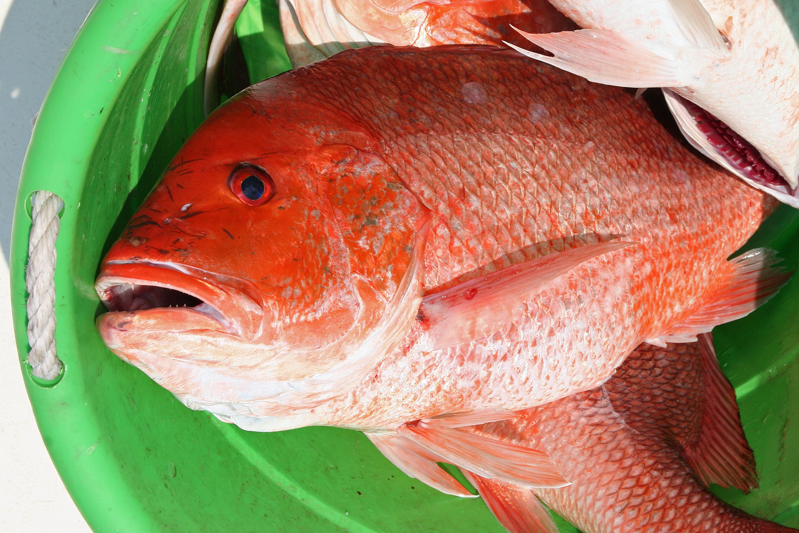 LONG ISLAND Door Mat Saltwater Fish Doormat 1st Quality Red Fish RED SNAPPER 