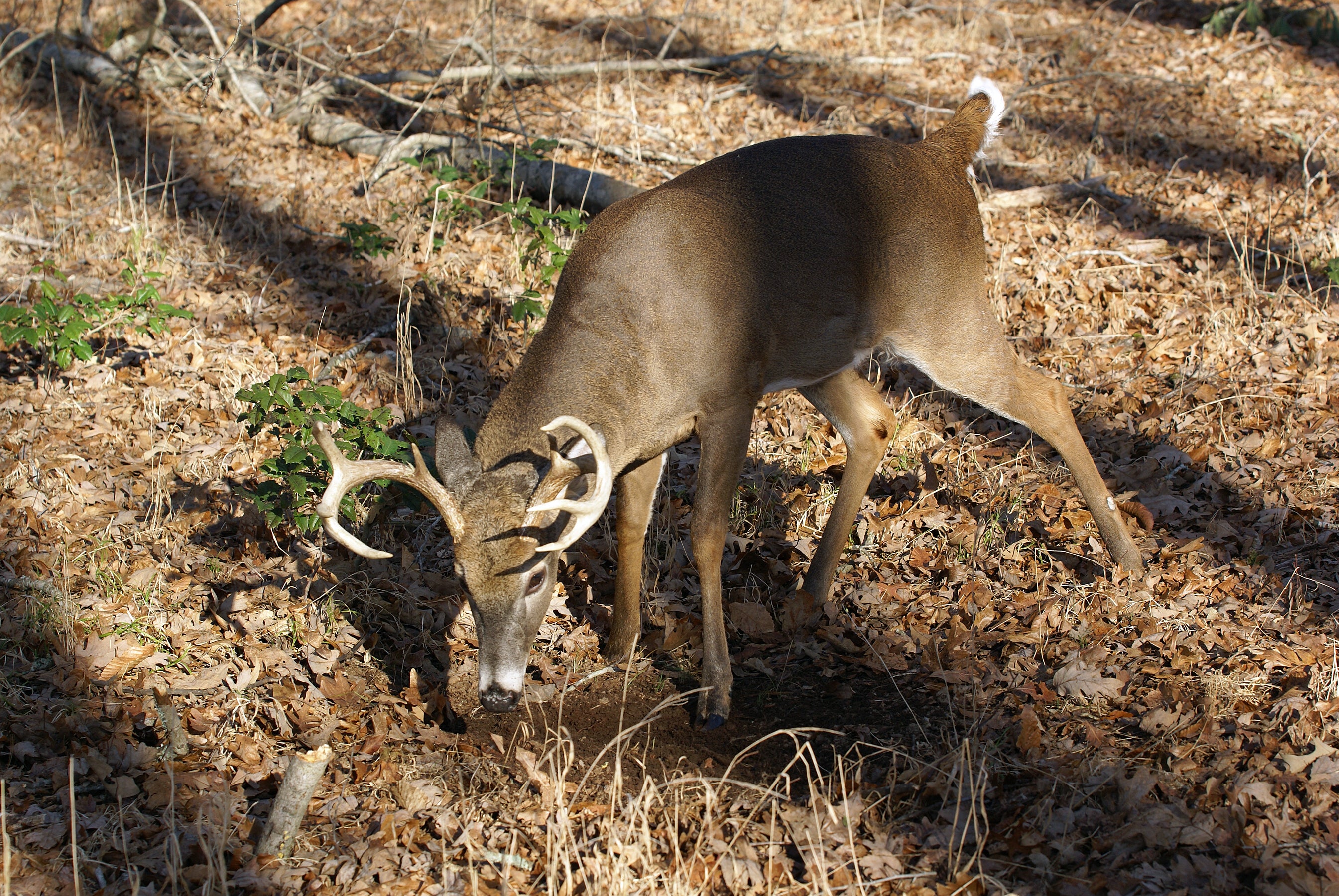 Tips for Hunting the Rut in Alabama