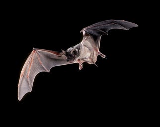 Mexican%20free-tailed%20Bat.jpg