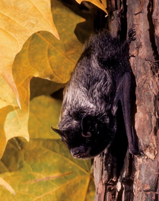 Silver-haired Bat | Outdoor Alabama