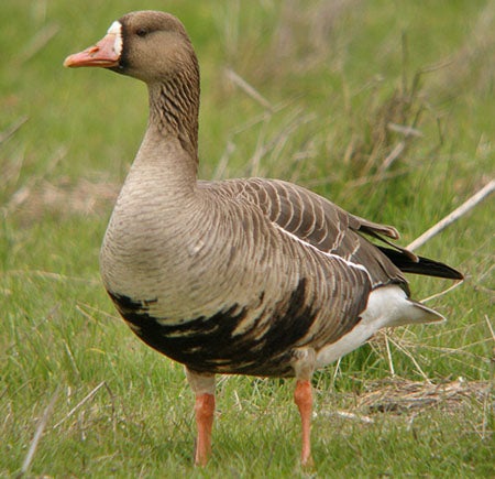 Greater%20White-fronted%20Goose.jpg