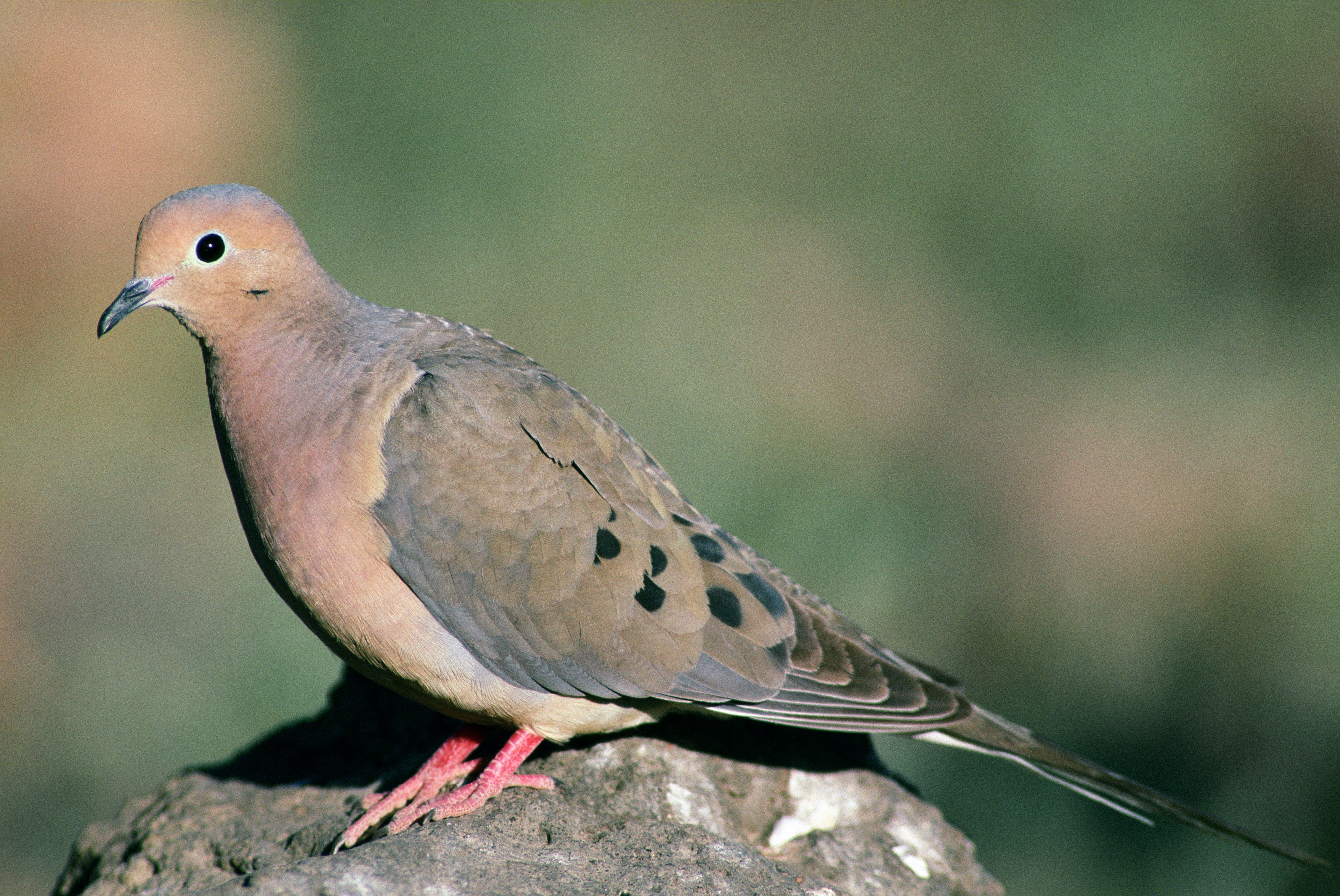 Mourning Dove | Outdoor Alabama