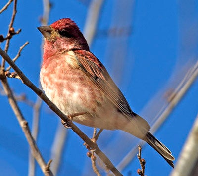 Purple Finch Outdoor Alabama,Is Soy Milk Healthy For You