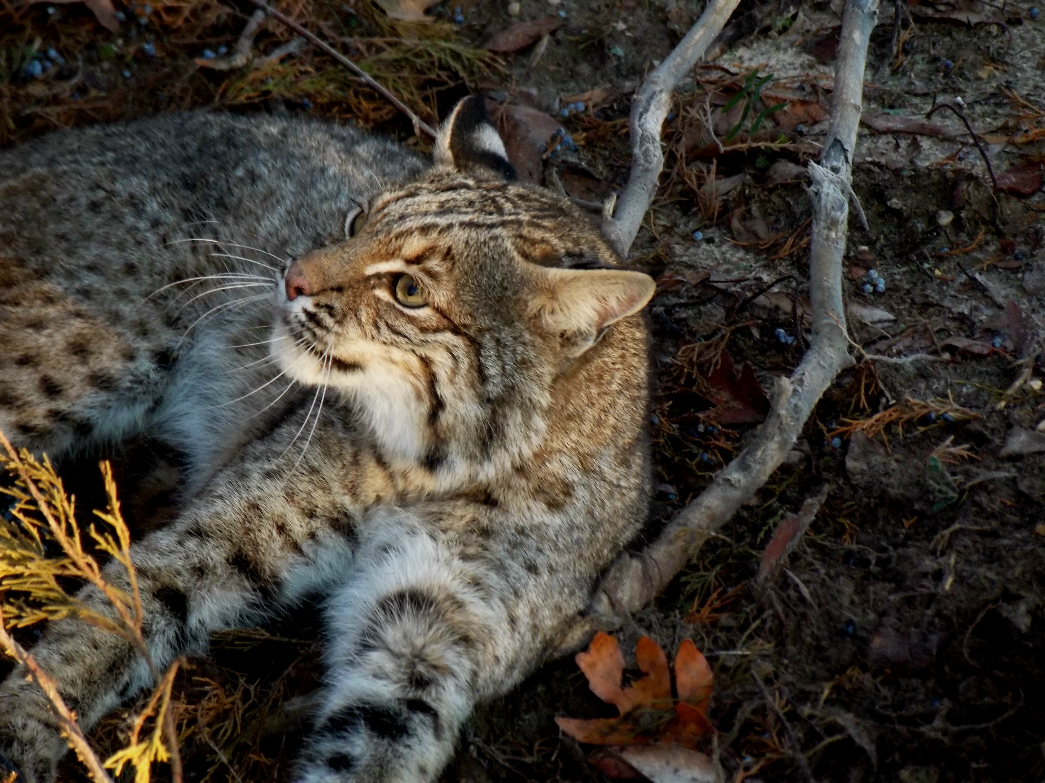 Bobcat | Outdoor Alabama