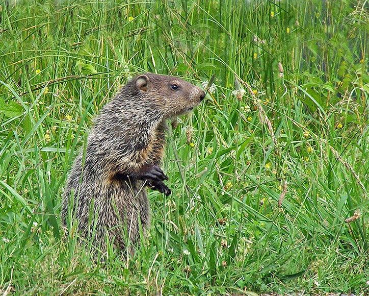 Woodchuck Outdoor Alabama