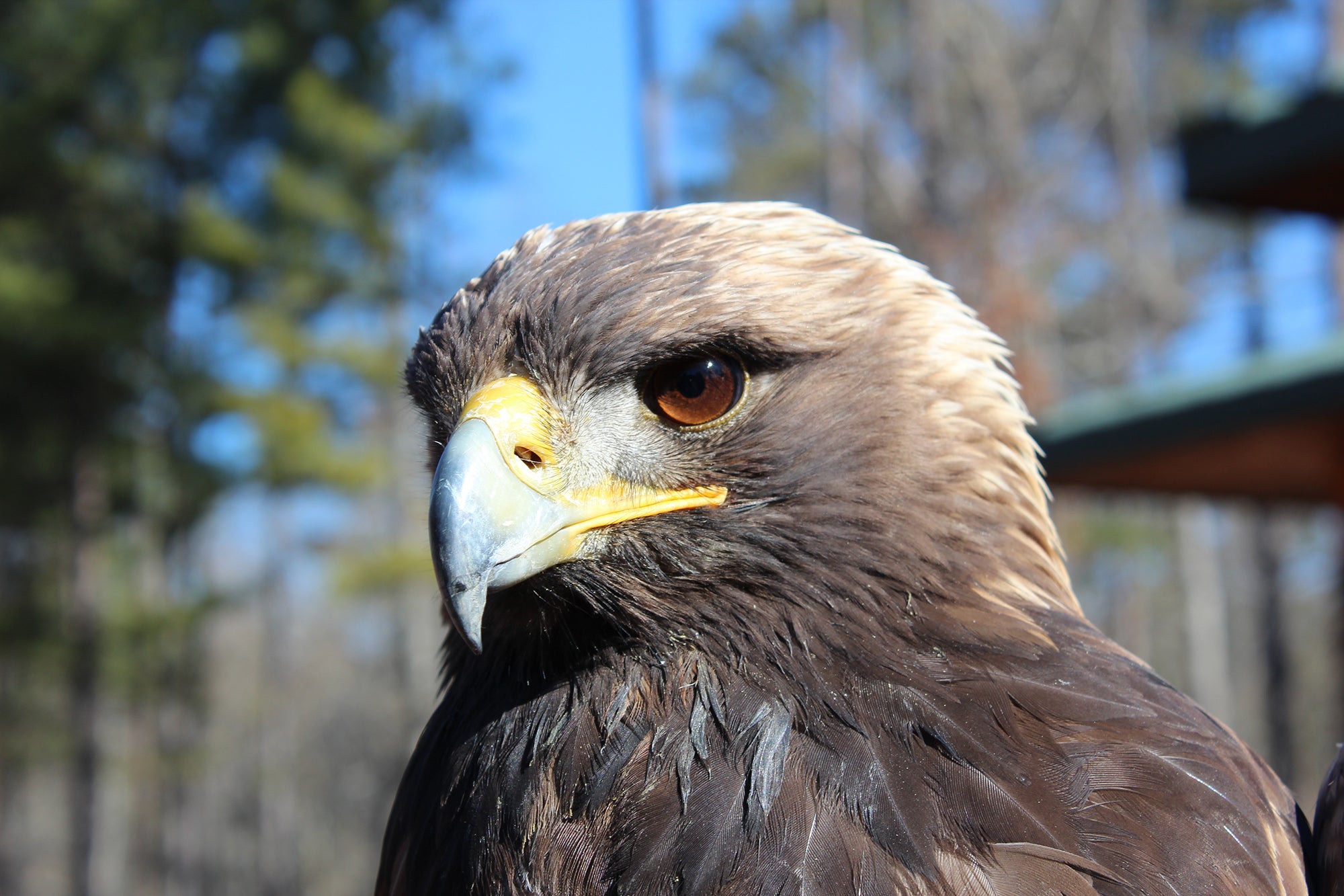 Bald and Golden Eagle Surveys | Outdoor Alabama