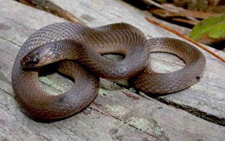 Rough Earth Snake Outdoor Alabama