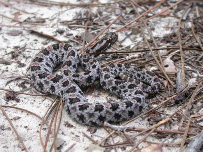 pigmy rattlesnake