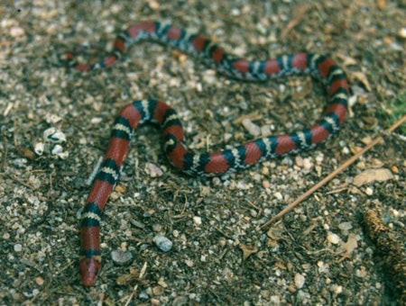 Northern Scarlet Snake