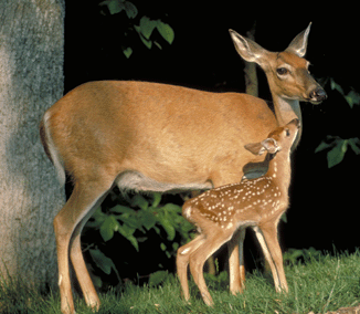 White-tailed Deer | Outdoor Alabama