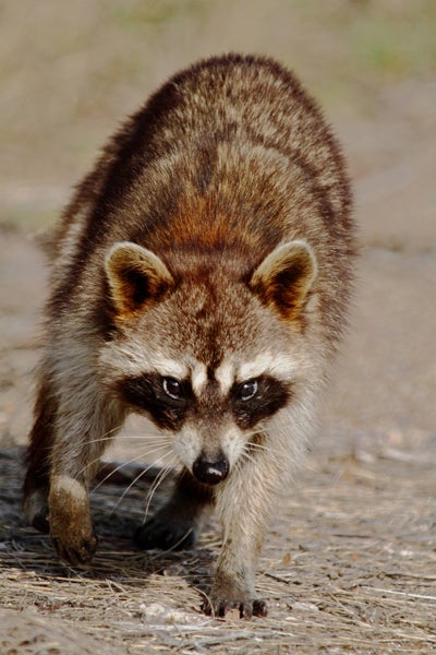 Rabies Highlights Danger of Keeping Wildlife as Pets | Outdoor Alabama