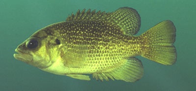 rock bass