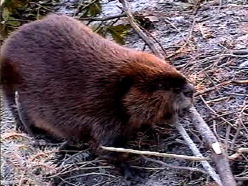 Beaver | Outdoor Alabama