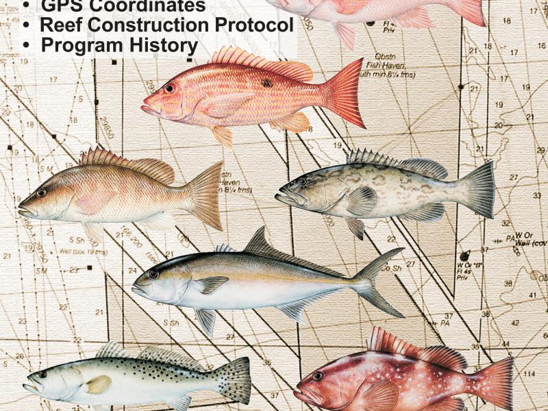 Free Gulf Of Mexico Fish Identification Chart