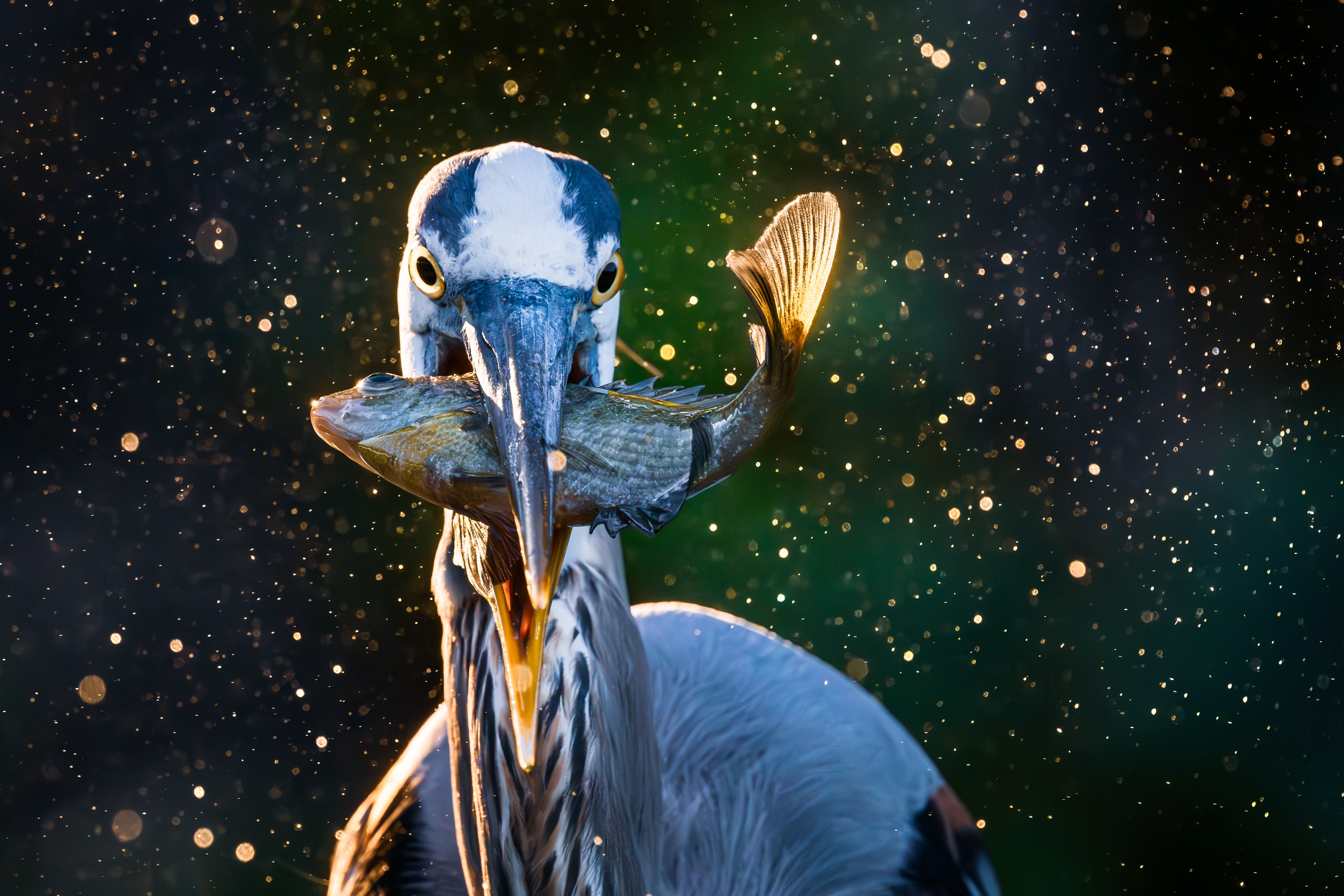 Christopher Baker took first place in the Birds category of the 2026 Outdoor Alabama Photo Contest with this image of a great blue heron in Madison.