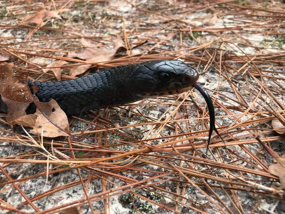 The Eastern indigo snake is a protected and threatened species throughout its historic range