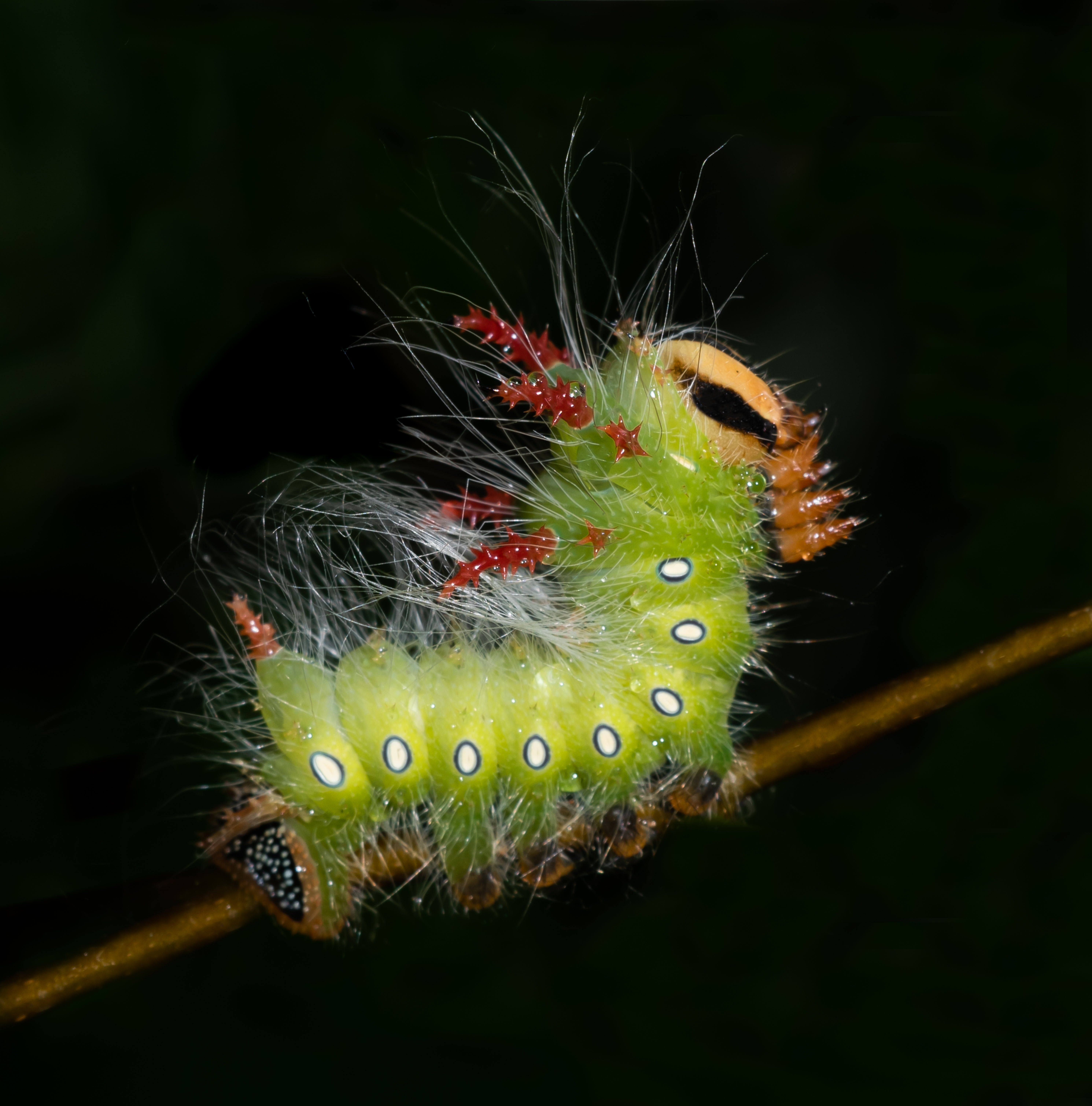 Photo: Karen Chiasson took 1st Place in the Bugs and Butterflies Category of the 2024 Outdoor Alabama Photo Contest with this image of an imperial moth caterpillar at Blakeley Historic State Park in Baldwin County.