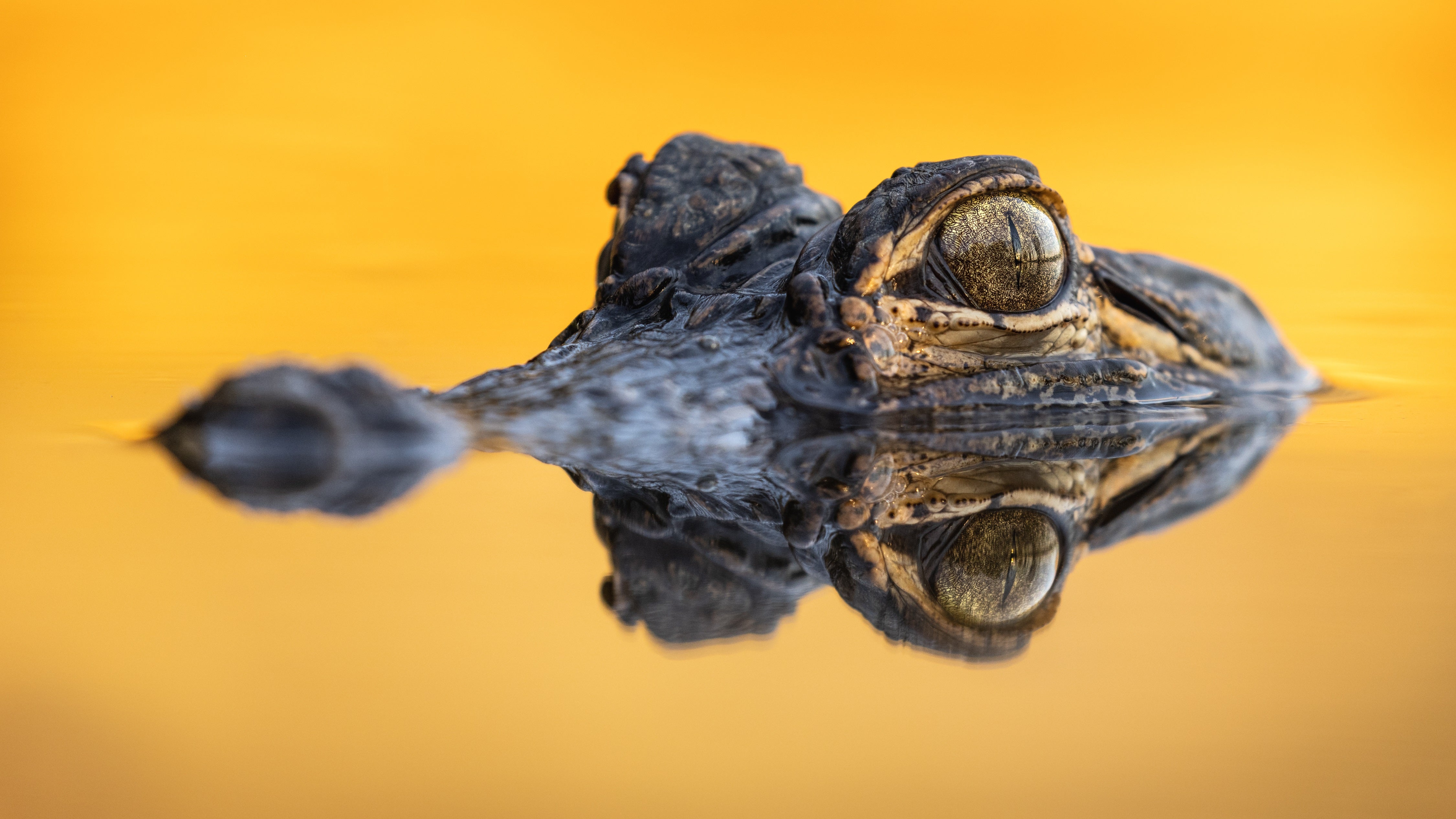 Matthew Dees took first place in the Cold-Blooded Critters Category this year with his image of an American alligator near the Mobile Bay Causeway in South Alabama.