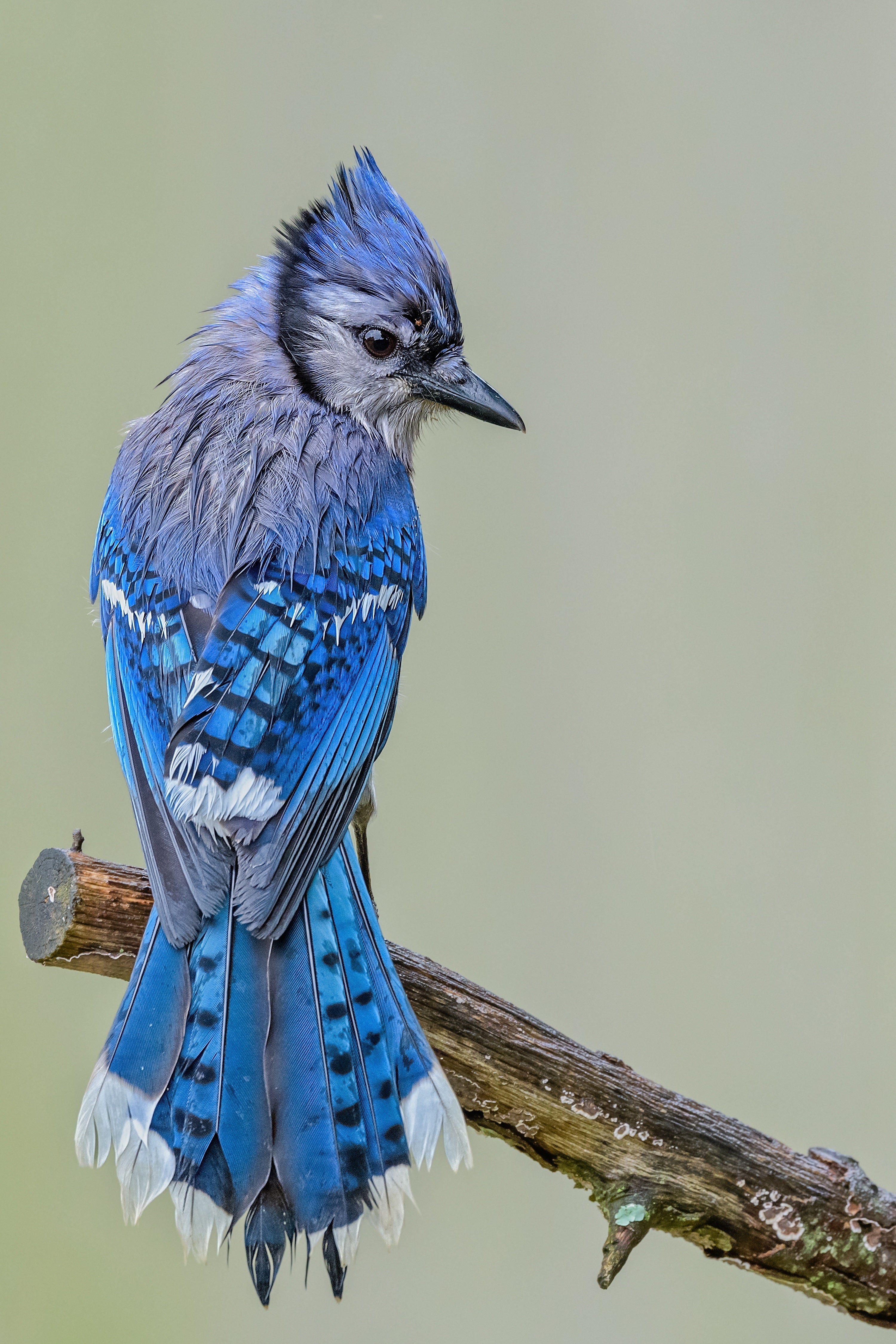 Jim Flynn took Second Place in the Birds Category of the 2023 Outdoor Alabama Photo Contest with this image of a blue jay in Albertville. 
