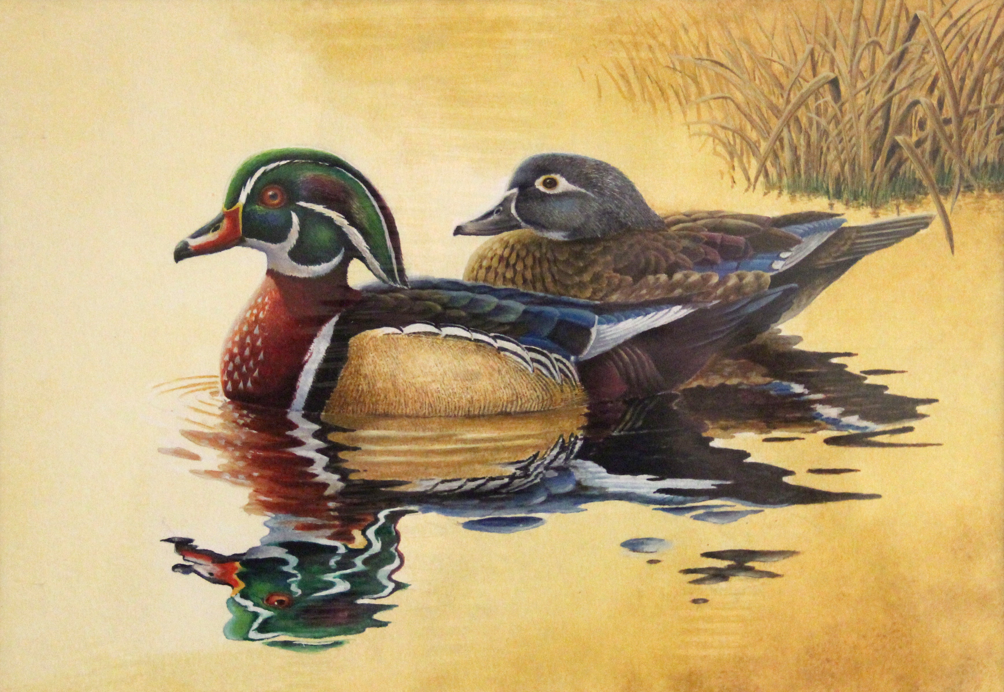Photo: 2018 Waterfowl Stamp Art Contest Winner - Wood Ducks by Eric Greene.