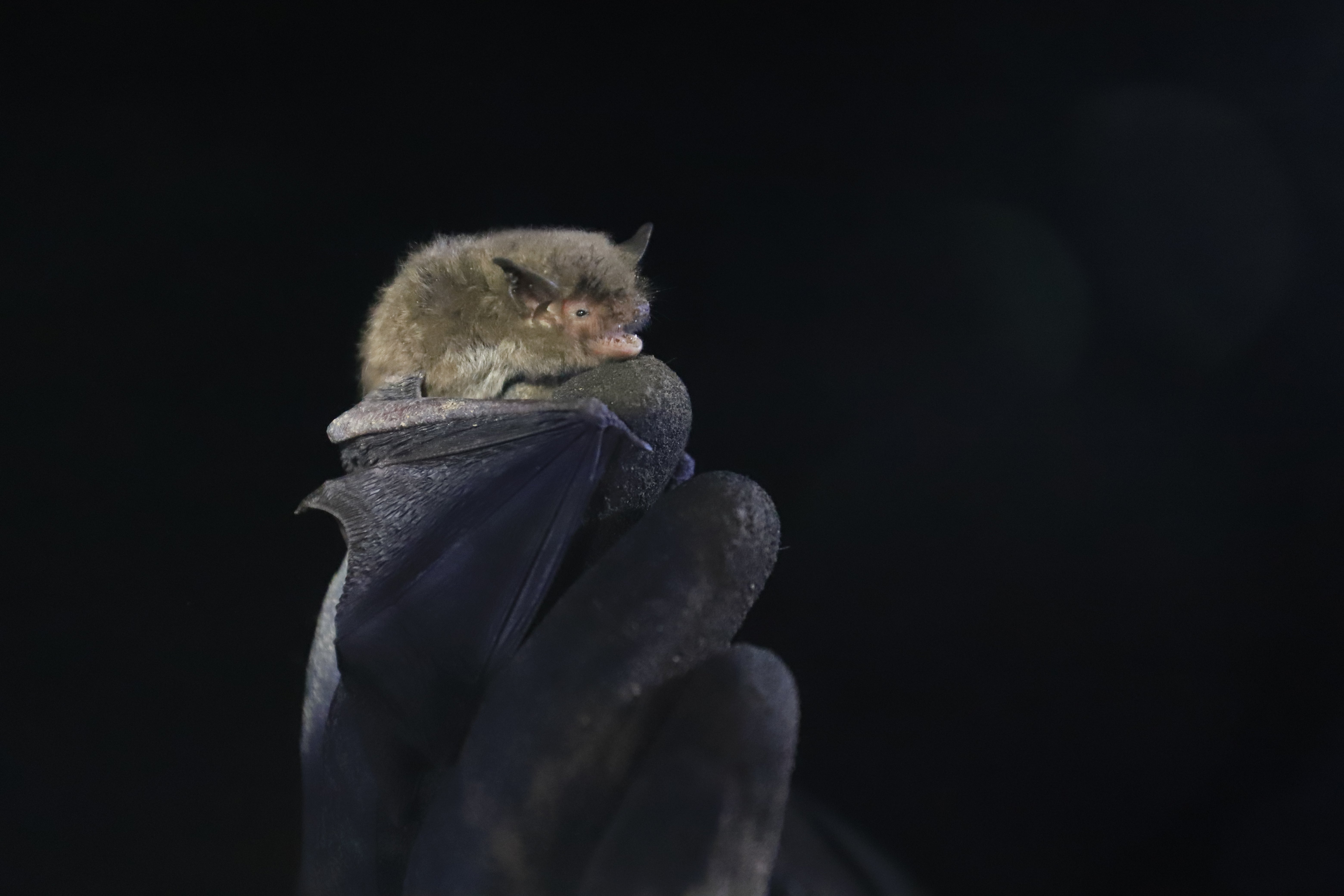 New Indiana Bat Hibernaculum Discovered in Alabama