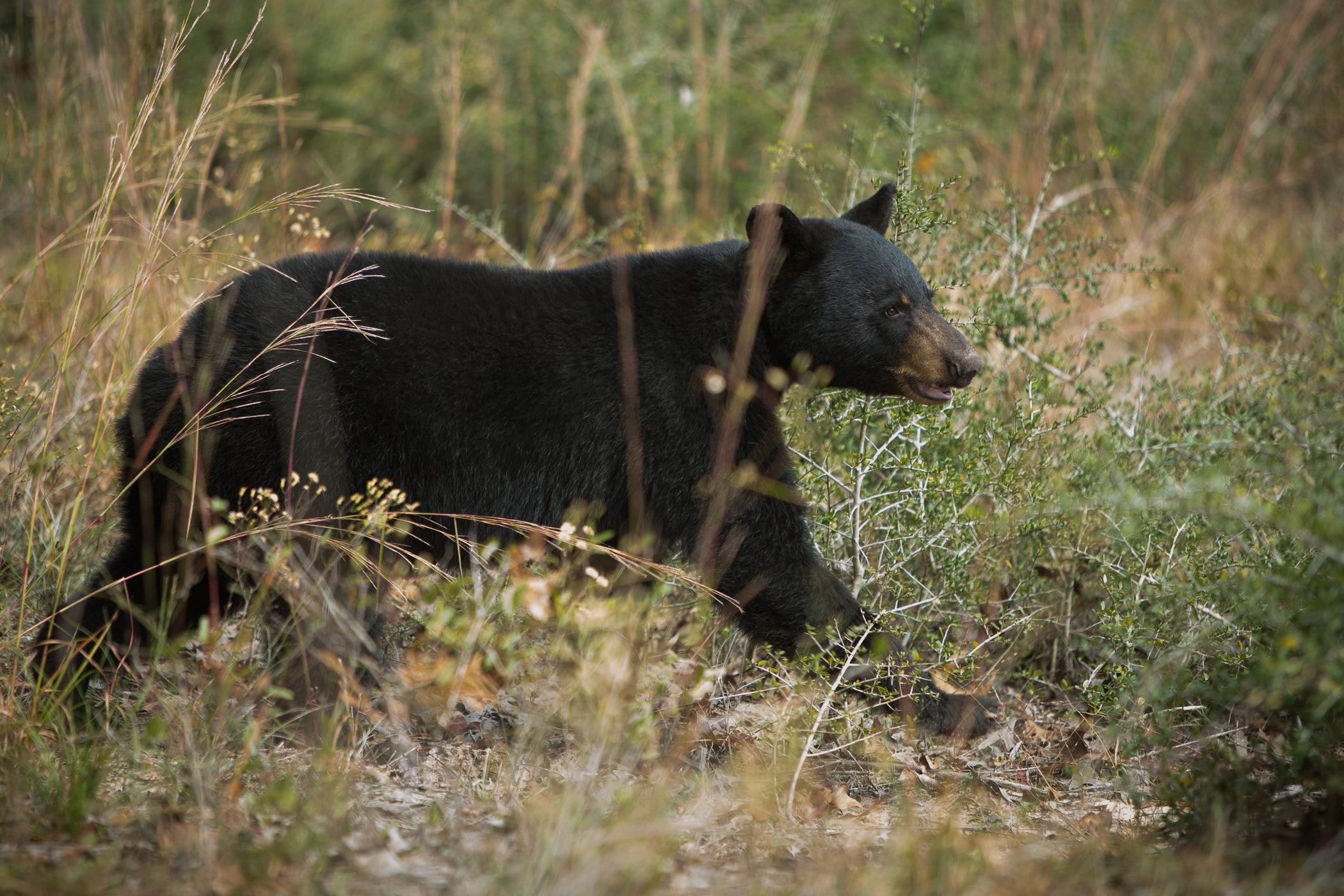 Black bear photo by Billy Pope, ADCNR (This is not the black bear that was killed in Elmore County)