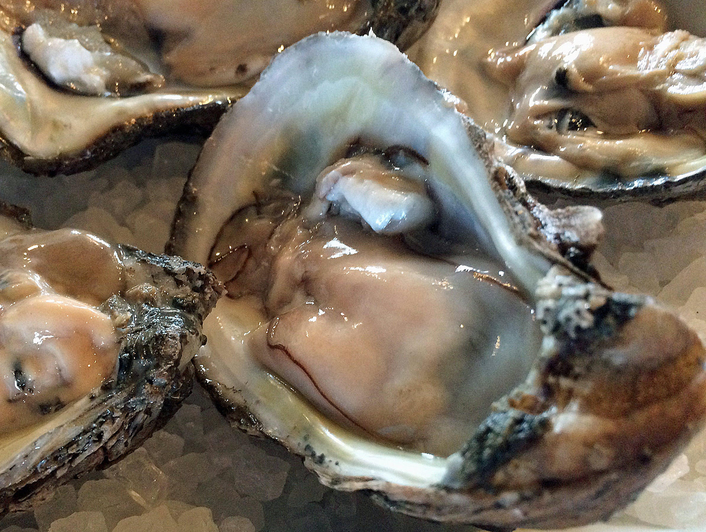 oysters