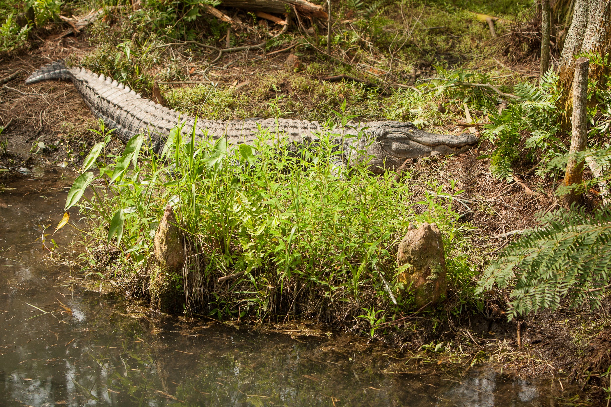 Apply for an Alligator Harvest Permit Starting June 6