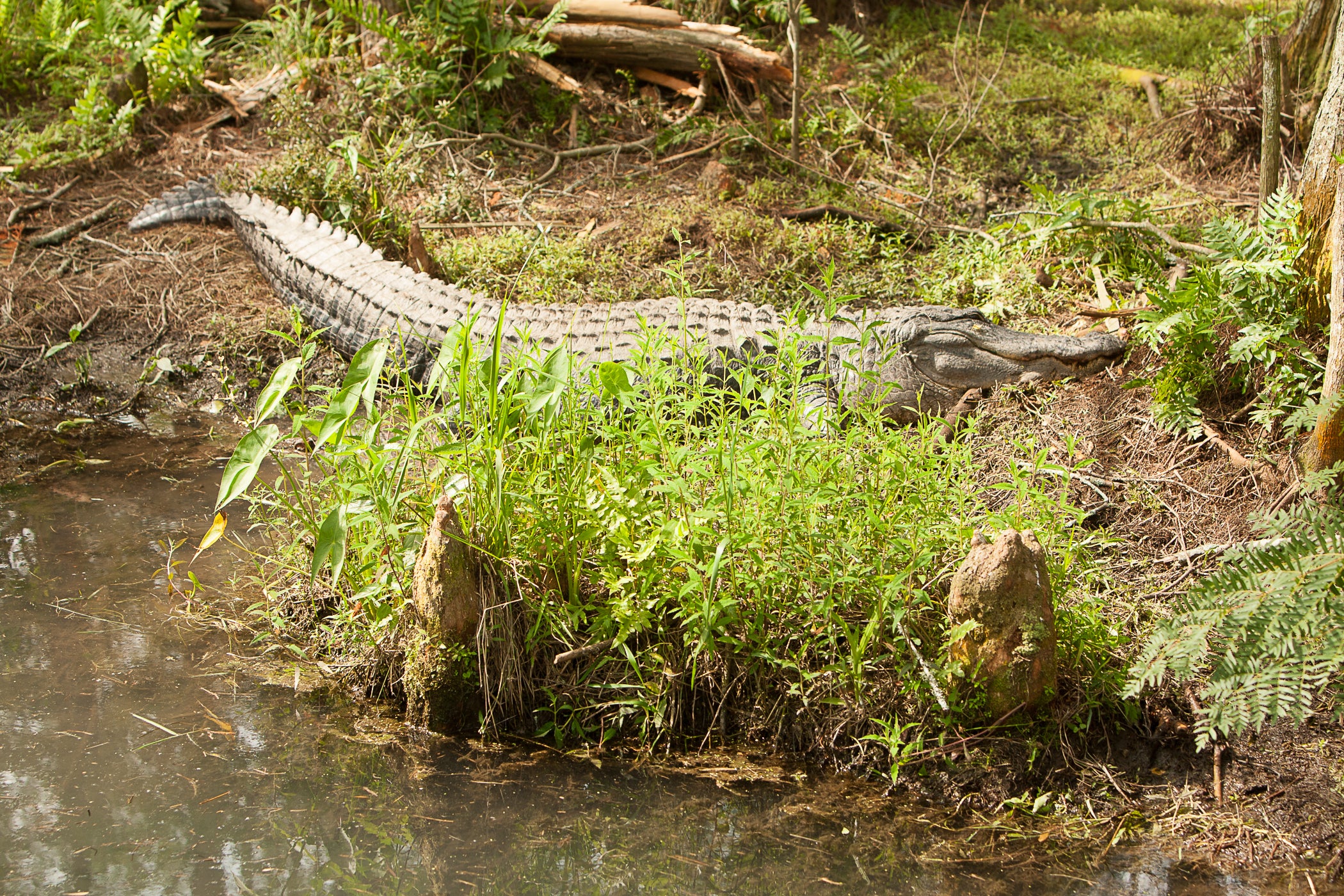 Alligator Hunt Registration Opens June 7