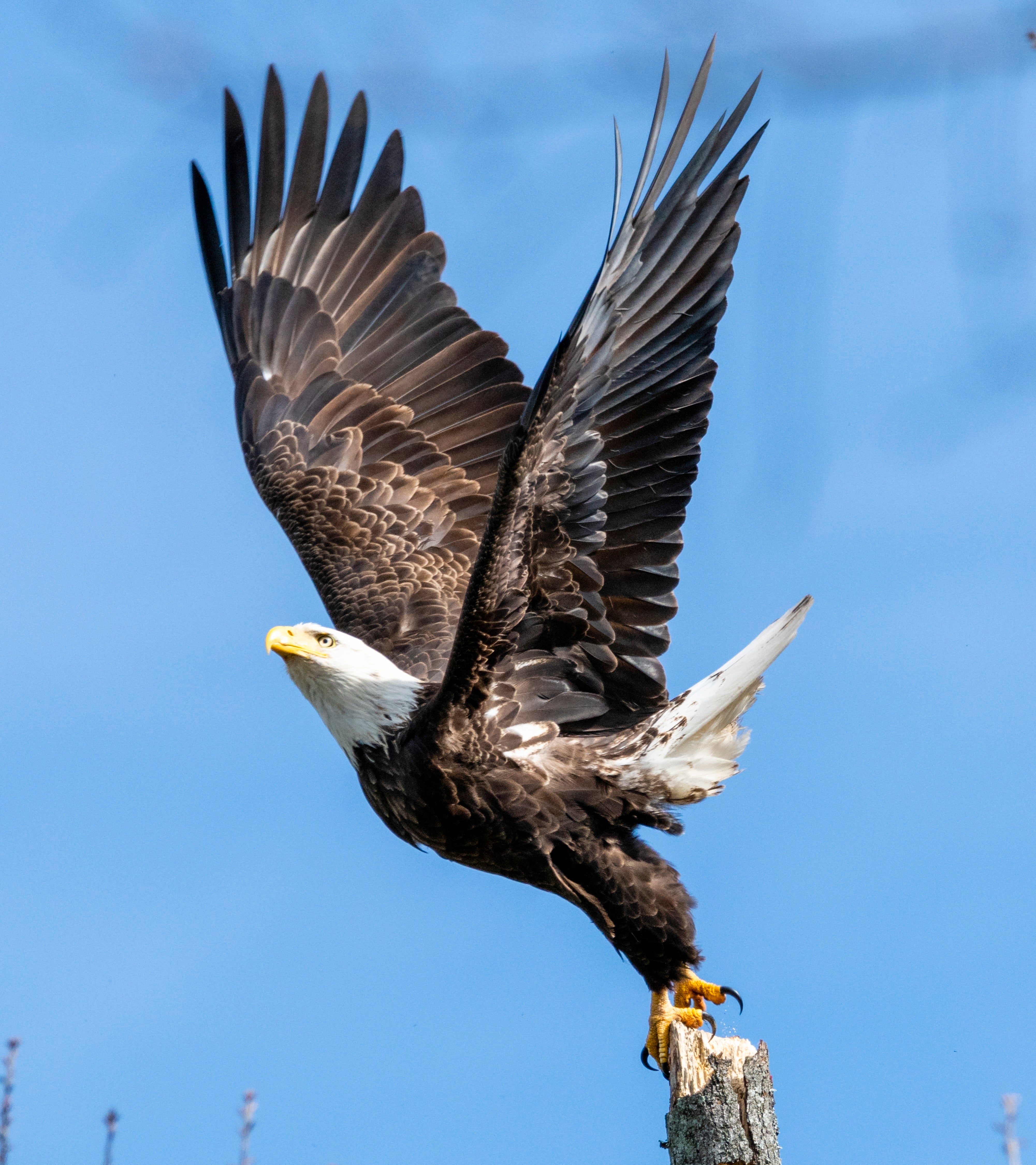 Bald eagle Lake Guntersville by William Stewart