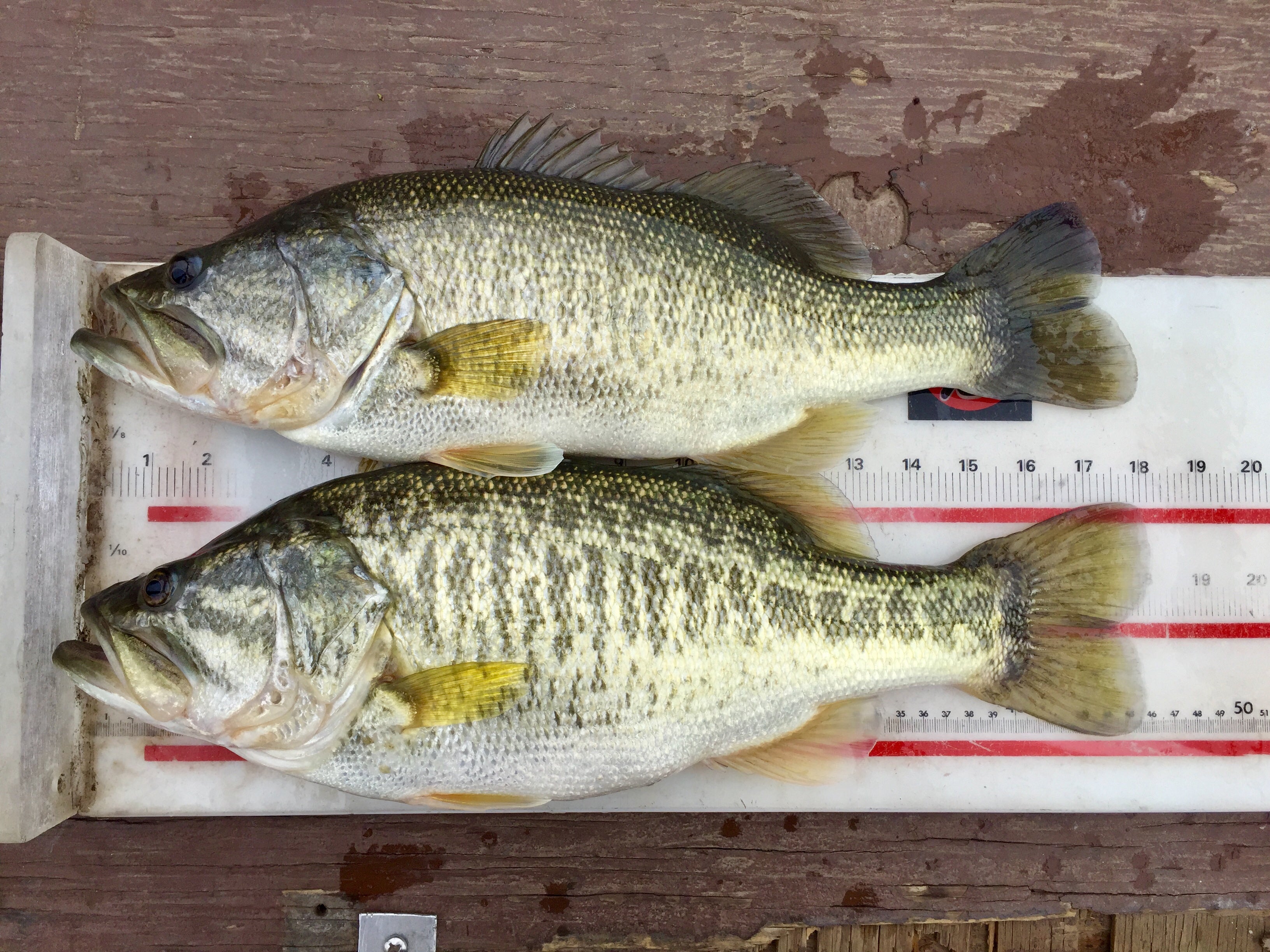 A catch-and-release regulation on largemouth bass is in effect at Fayette County Public Fishing Lake to allow the original stock to reach a larger size. Daily creel limits and other regulations will be posted at kiosks around the lake.