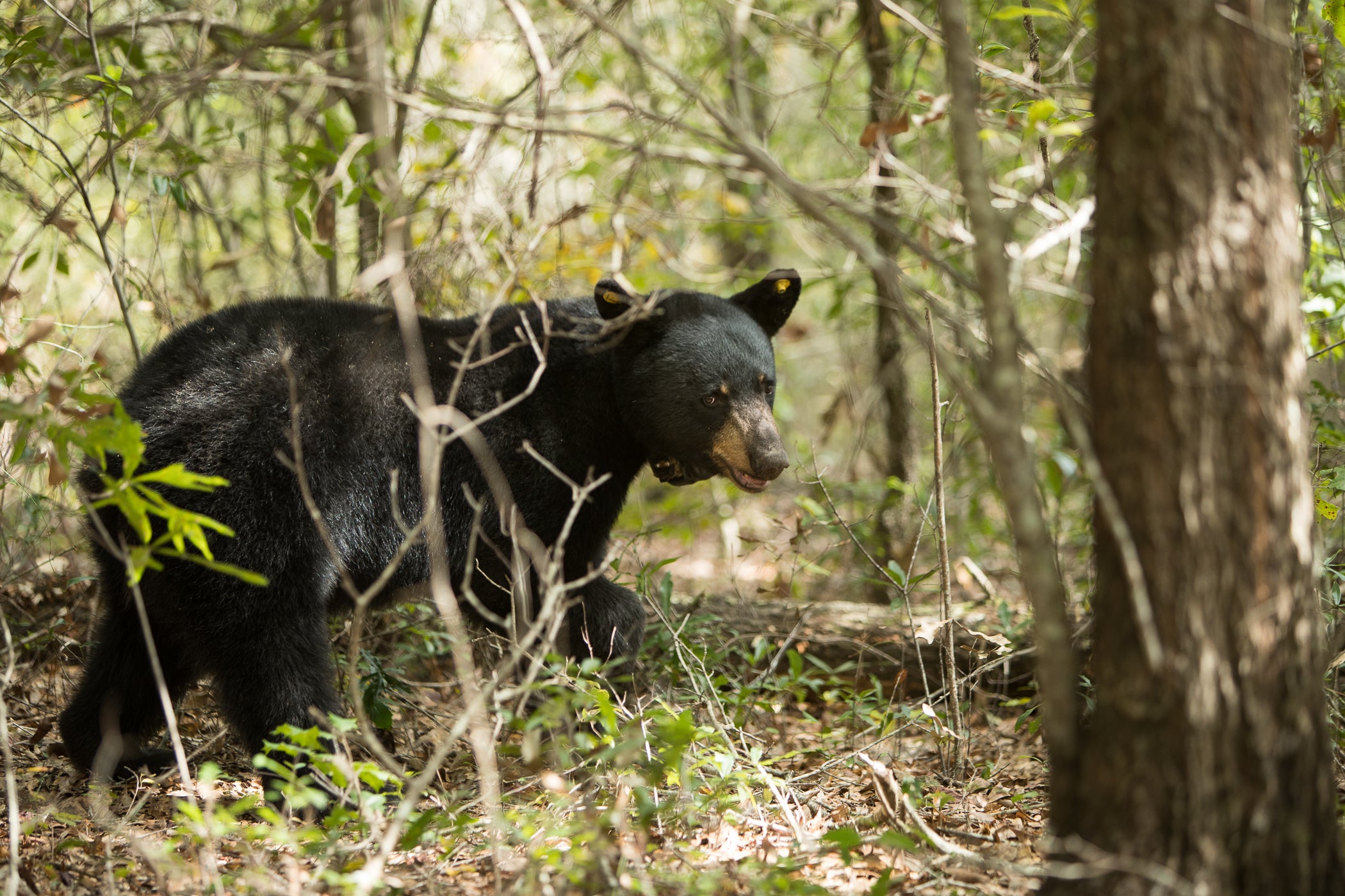 Photo by Billy Pope, ADCNR: WFF is currently working with Auburn University researchers and other state and federal agencies to collect data on the state’s black bear population and movements. This data will be used to make scientific decisions regarding bear management.
