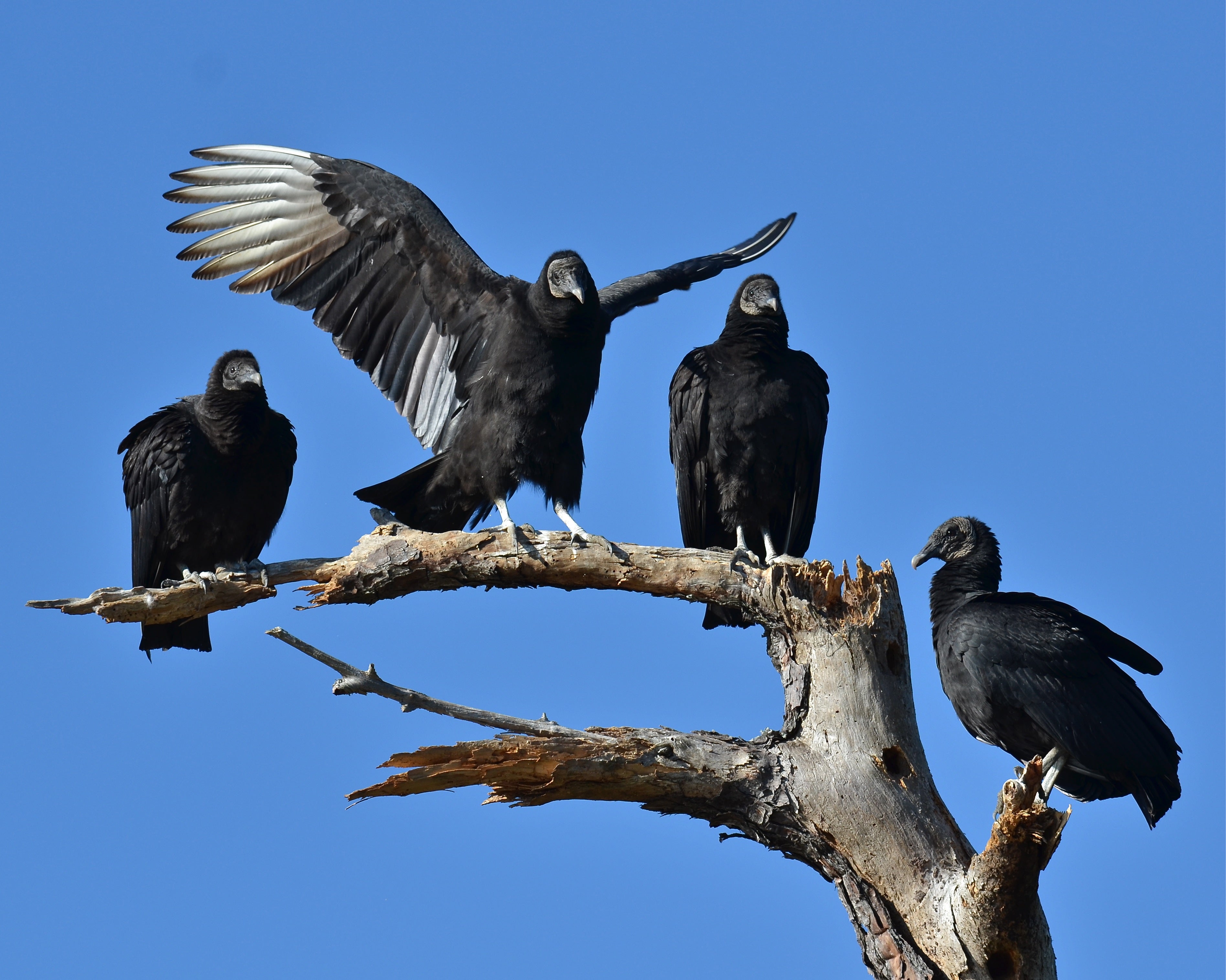 Black Vultures Test Positive for Avian Influenza in Montgomery County