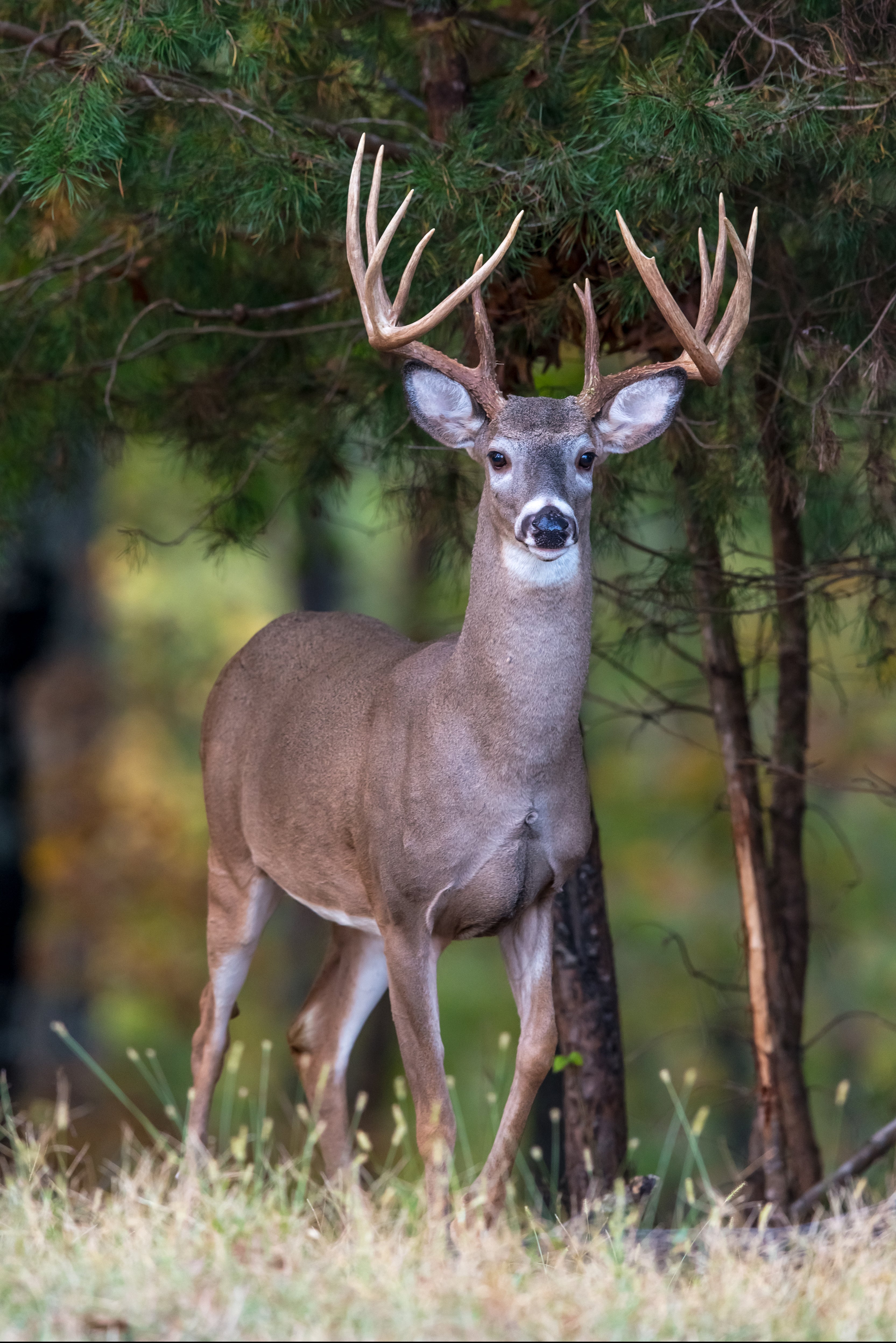 Buck photo by Gary Mitchell