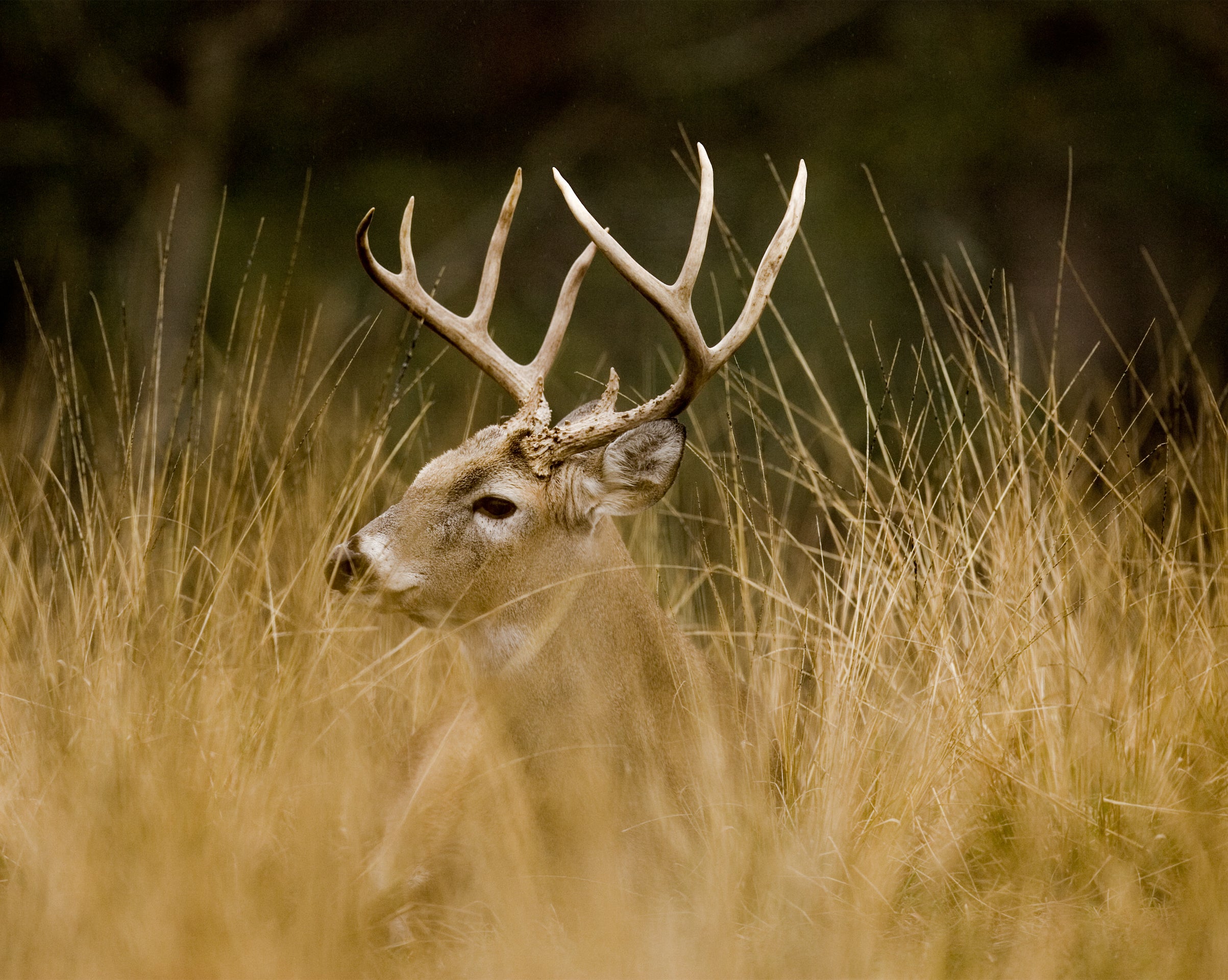 The Biggest Bucks of the 2020-2021 Late Season