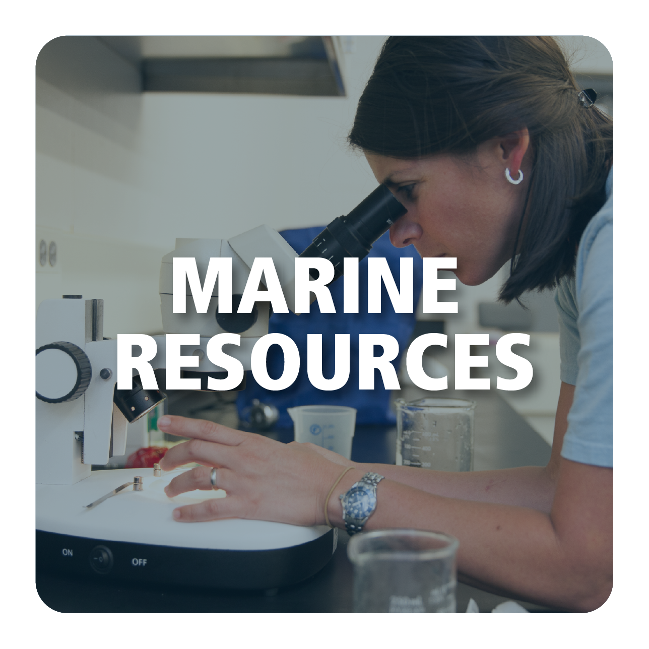 Marine Resources Button and Link