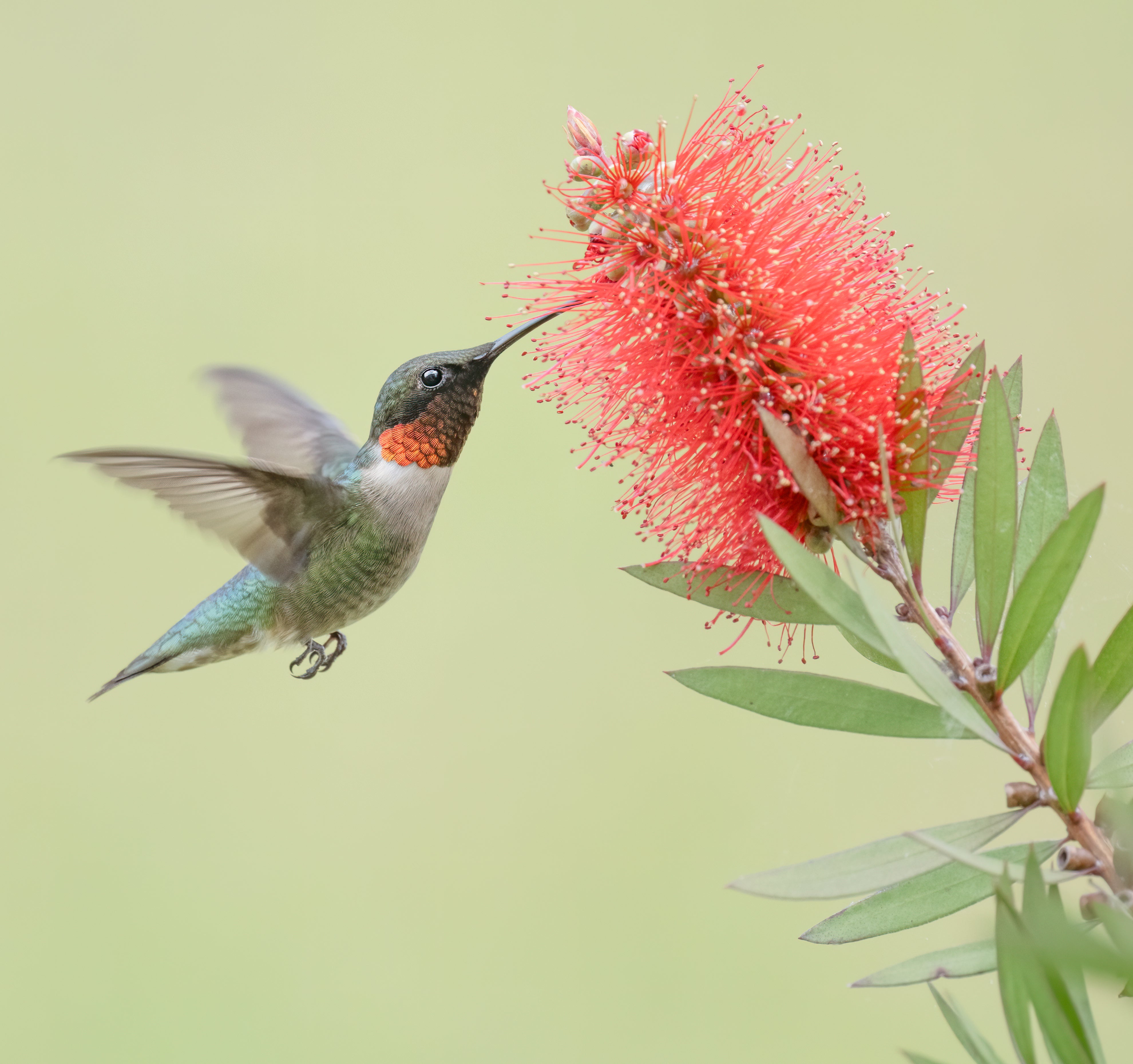 Debra Lucas took first place in the Birds category of the 2025 Outdoor Alabama Photo Contest with this image of a ruby-throated hummingbird.