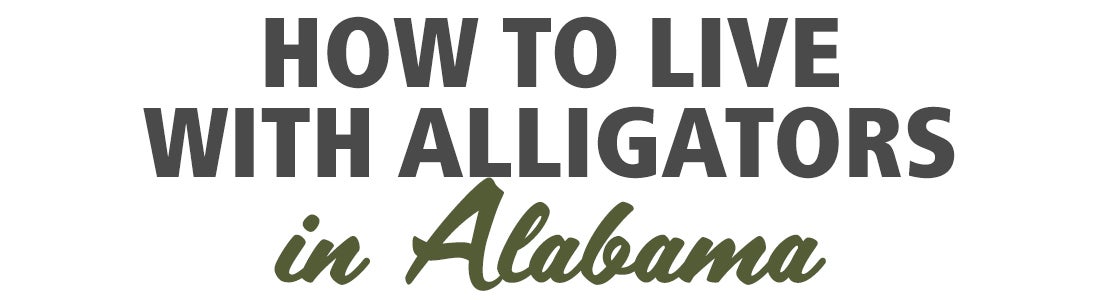 How To Live With Alligators in Alabama