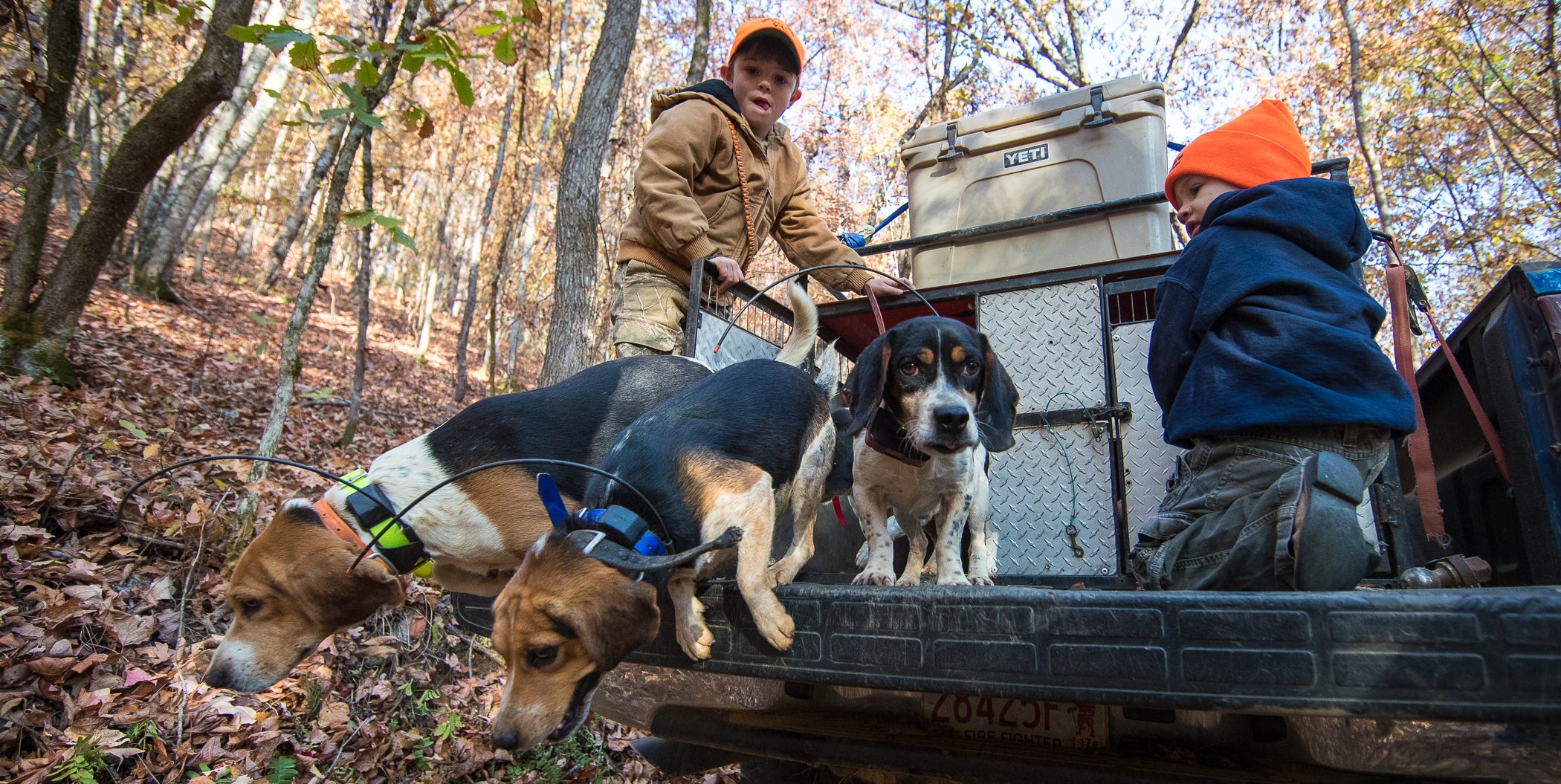 Young Hunters releasing deer dogs from dog box.