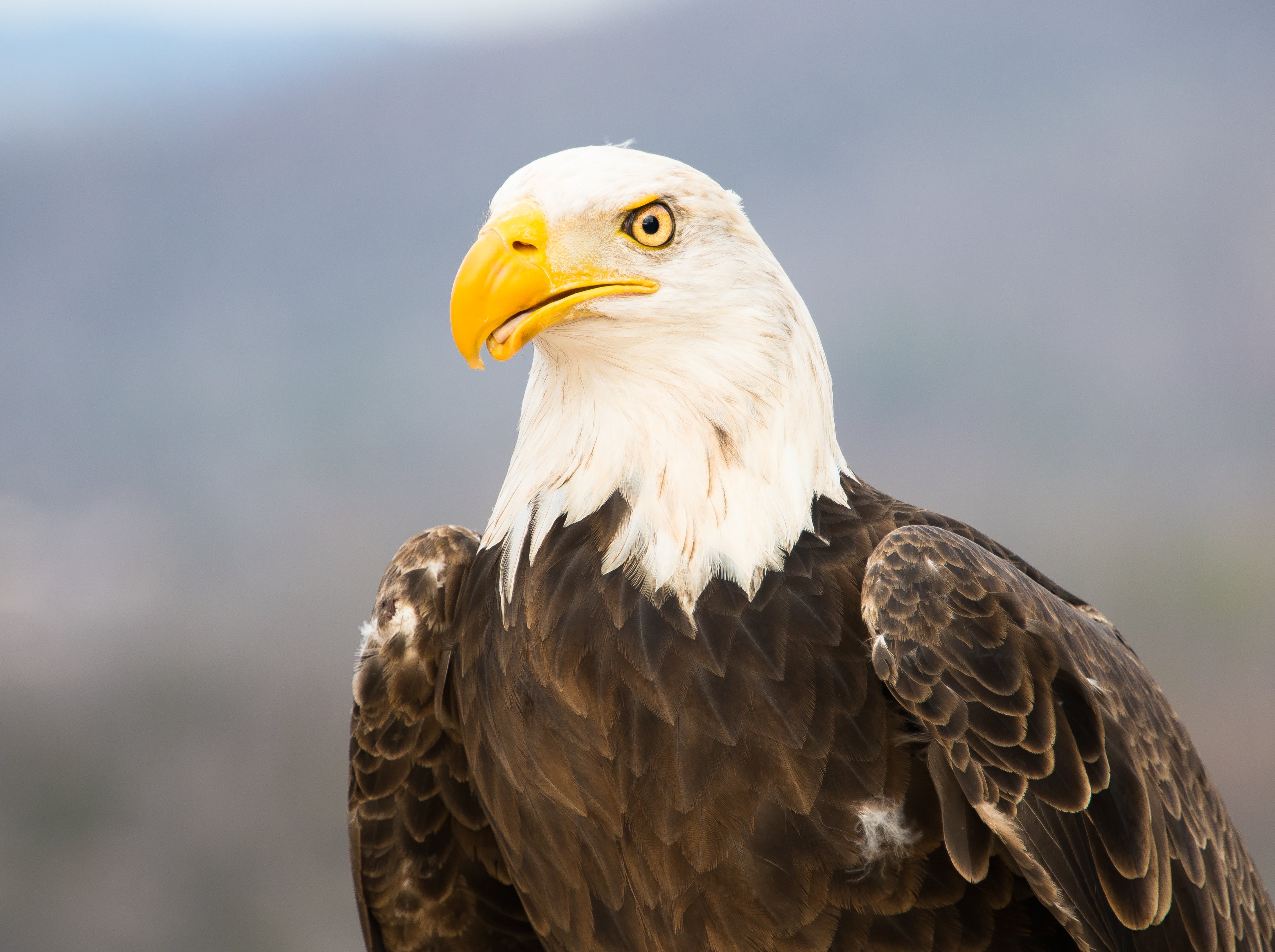 Bald Eagle Photo by Drew Senter