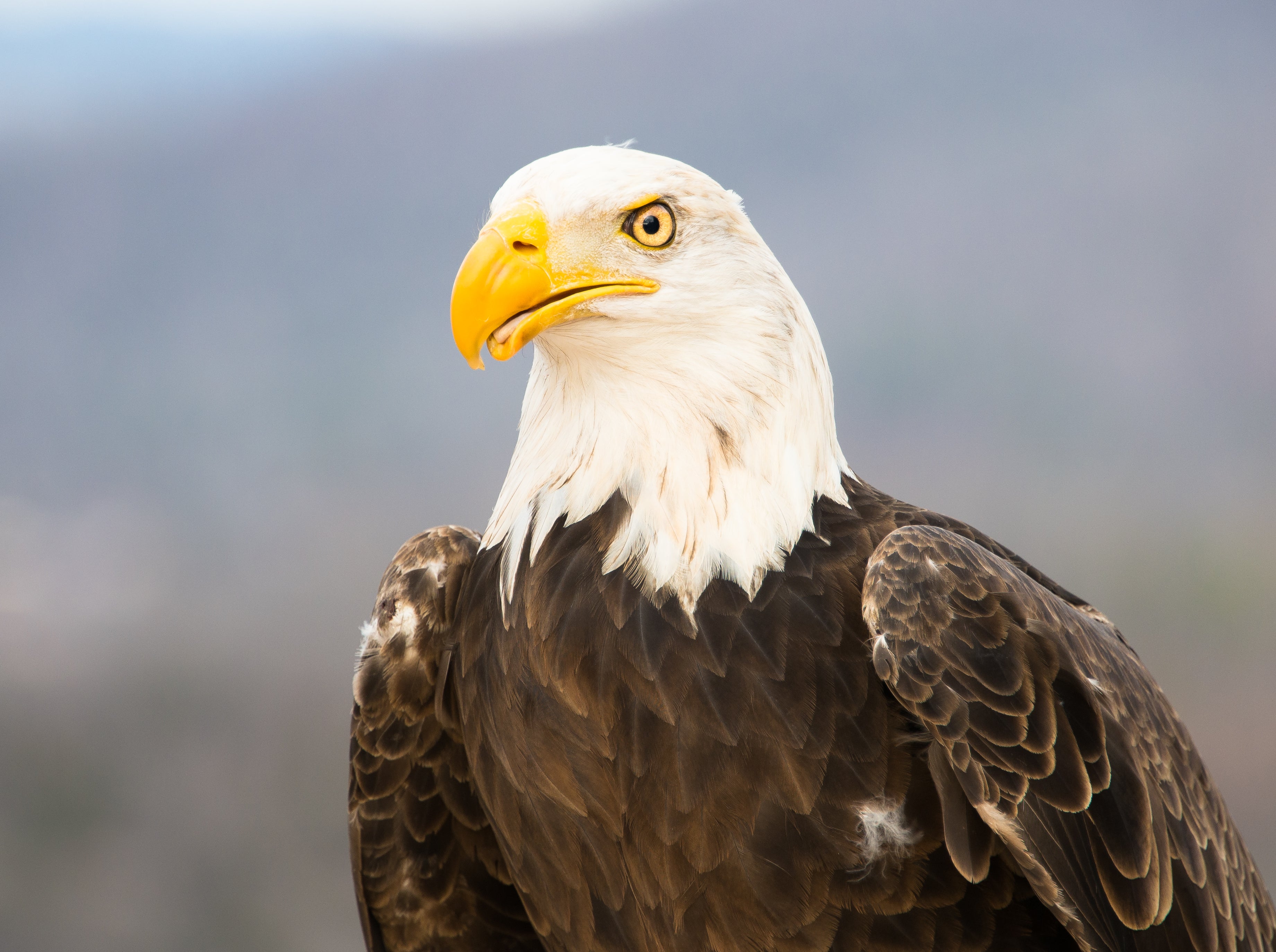Bald Eagle photo by Drew Senter
