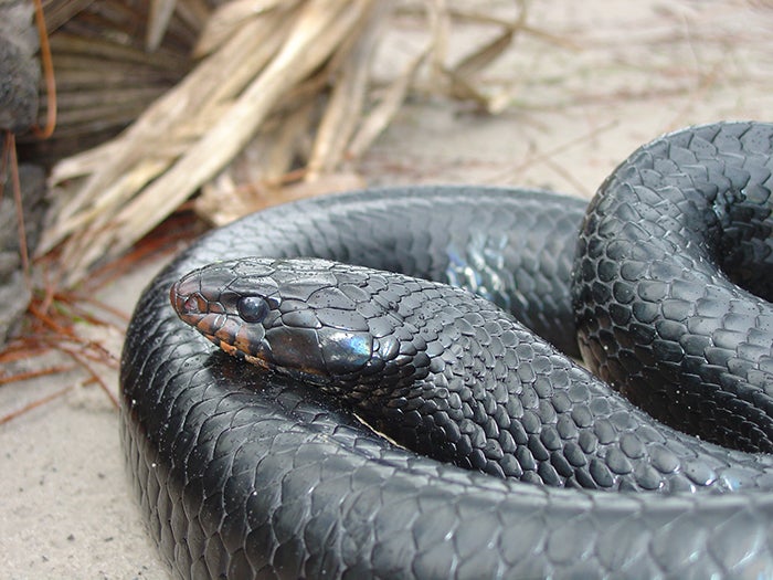 indigo snake