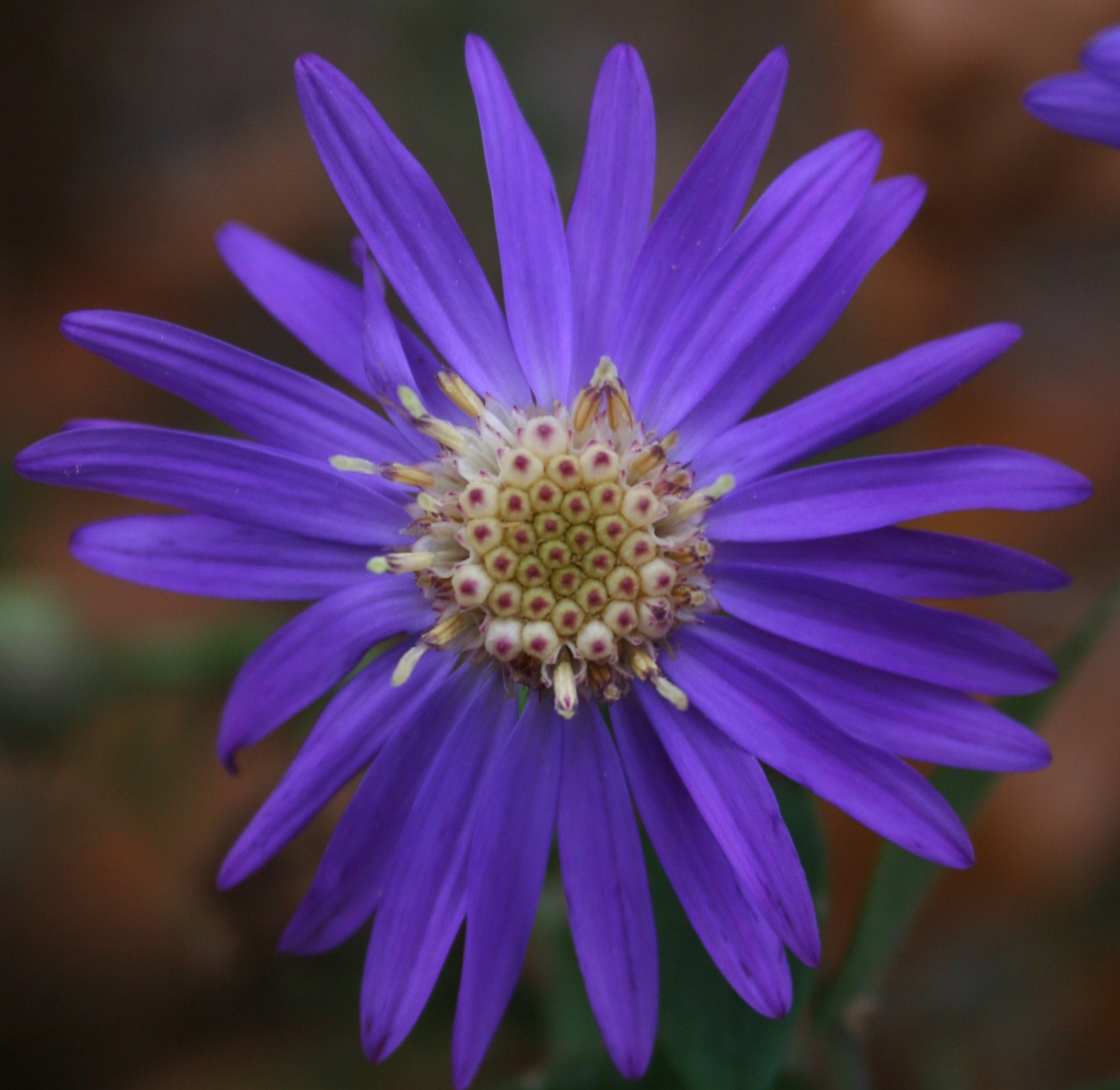 Two Rare Plant Species Discovered at Oak Mountain State Park