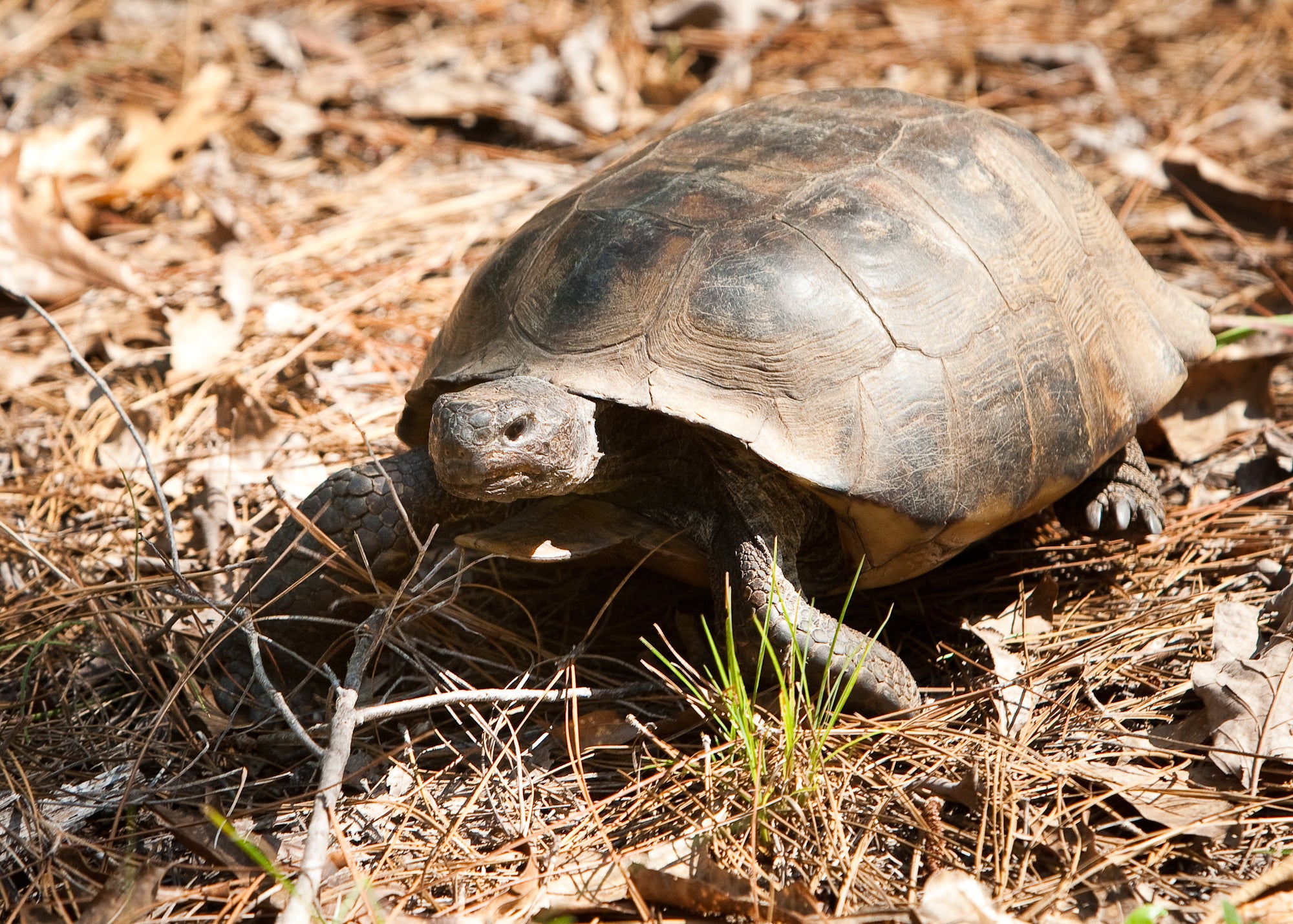 Gopher tortoise photo by Billy Pope, ADCNR